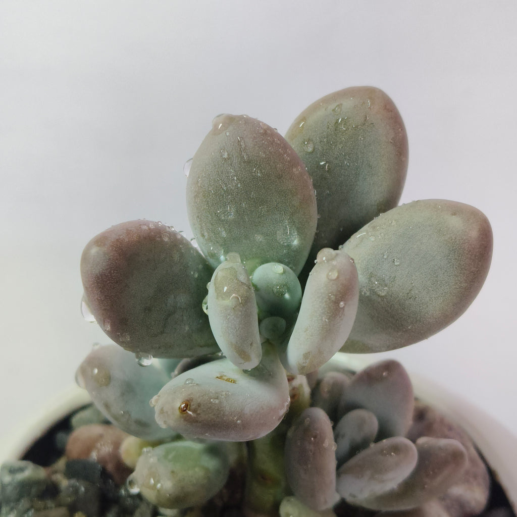 Blue Moonstone