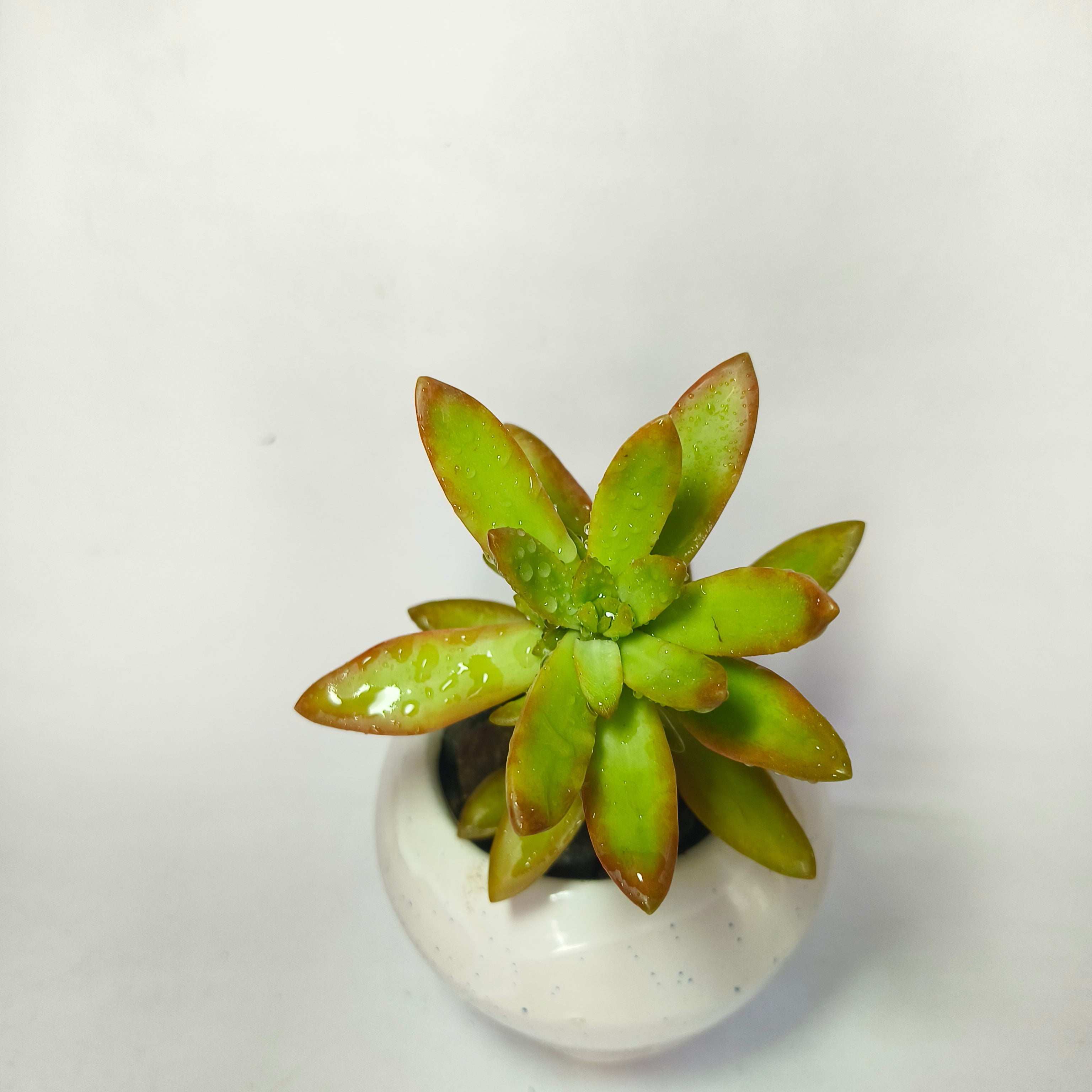 sedum adolphii