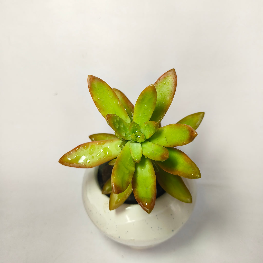 sedum adolphii