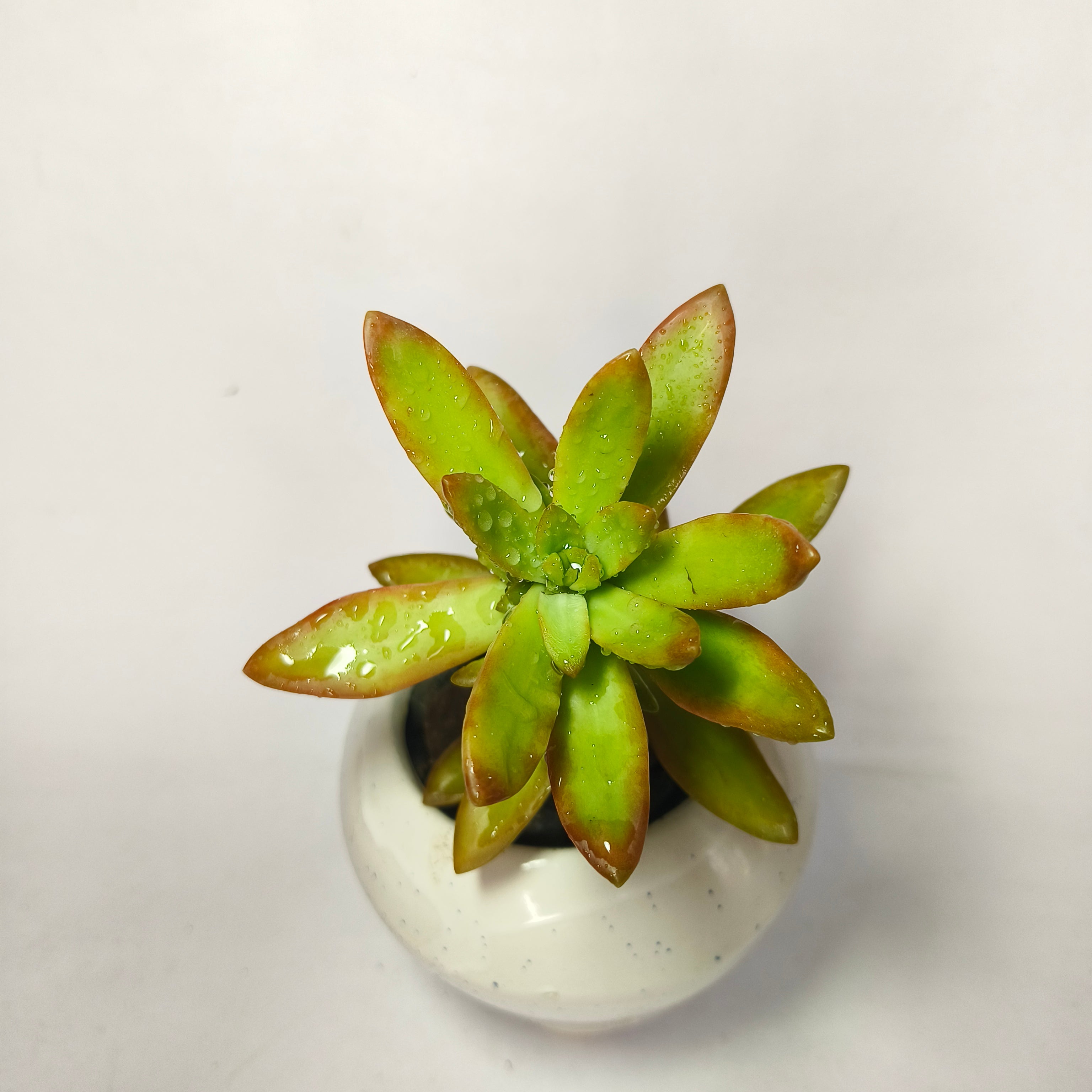 sedum adolphii