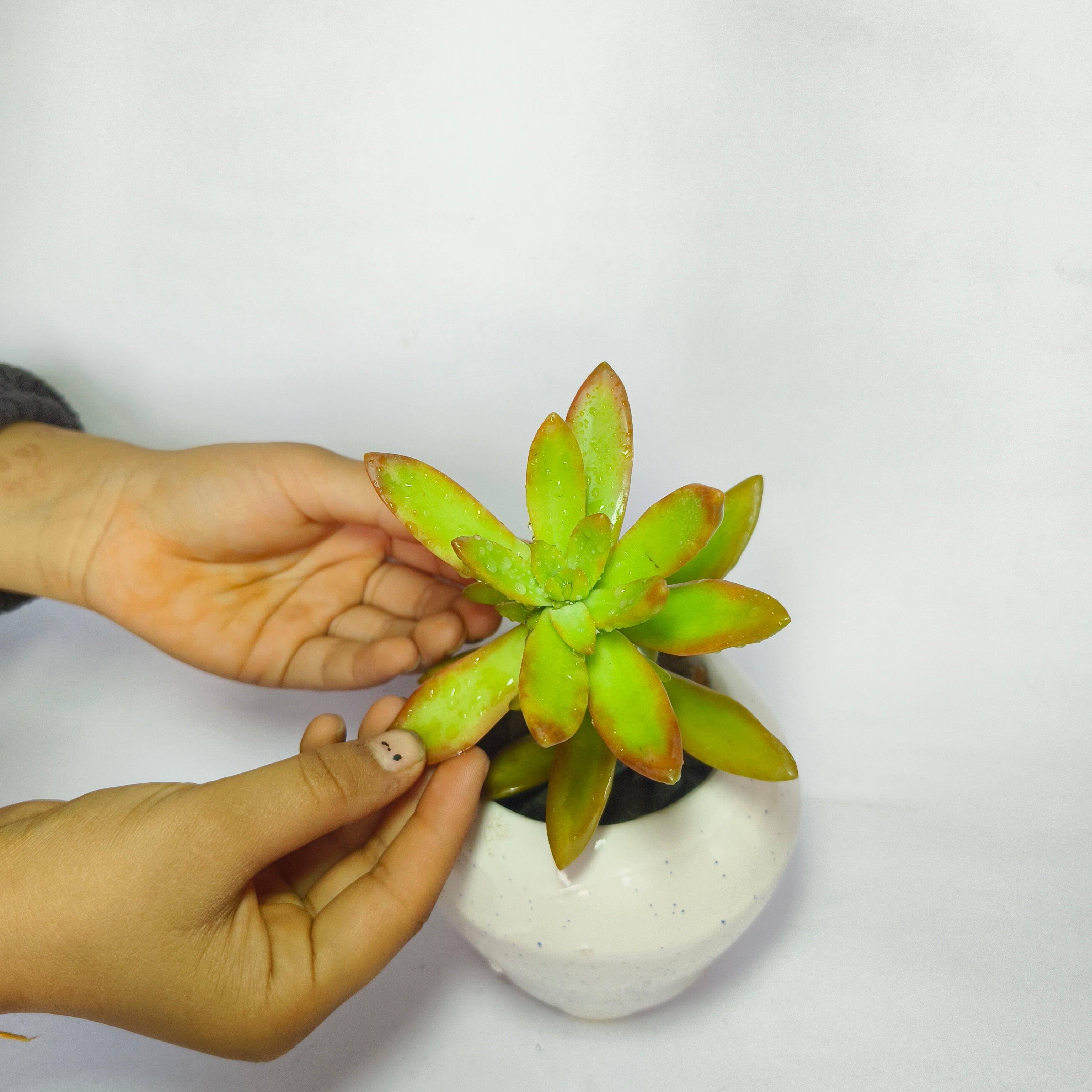 sedum adolphii