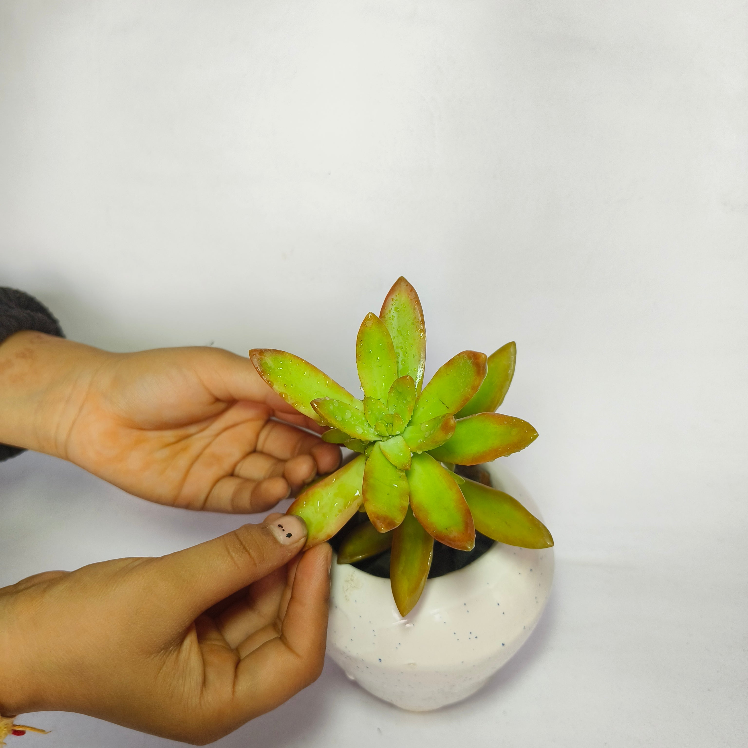 sedum adolphii