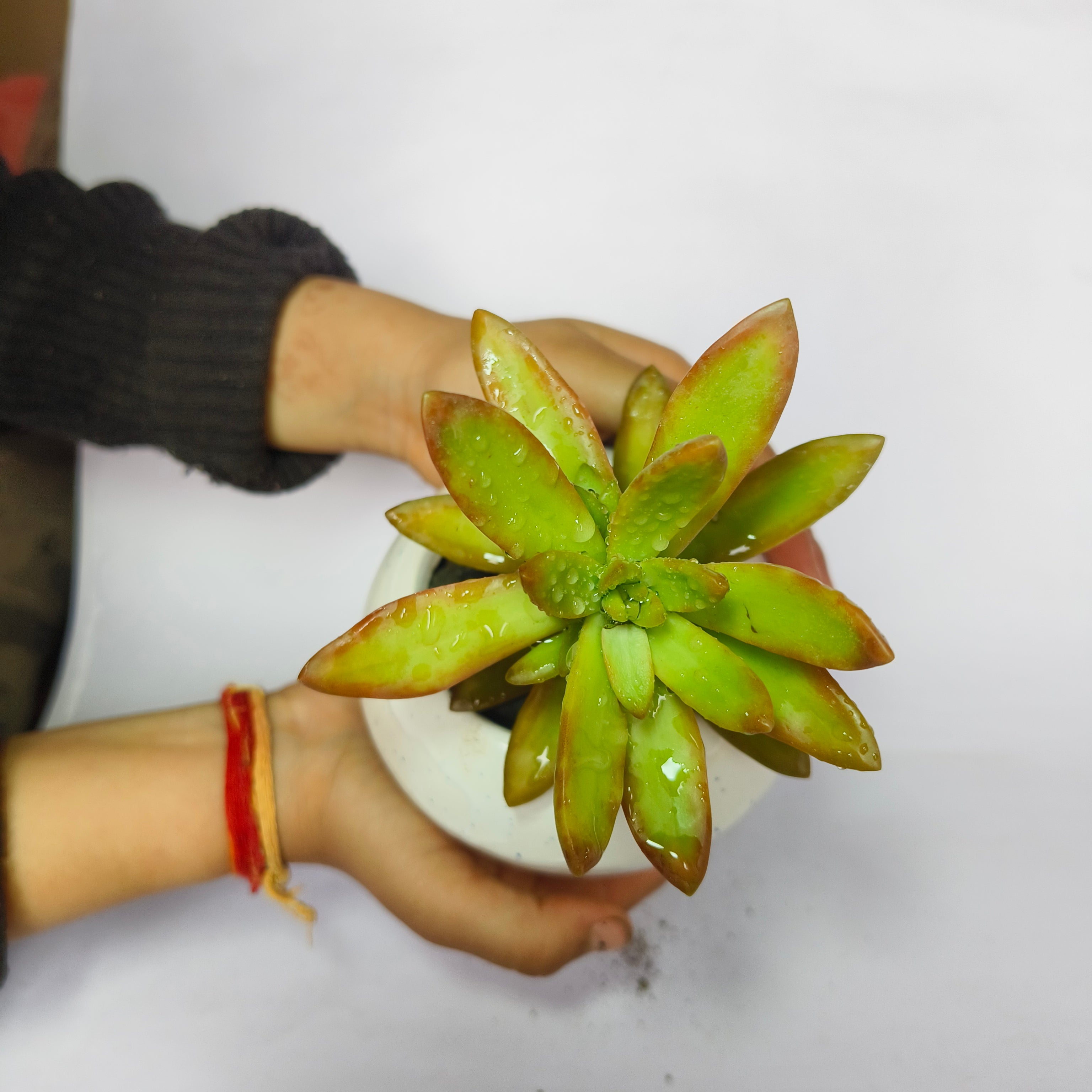 sedum adolphii