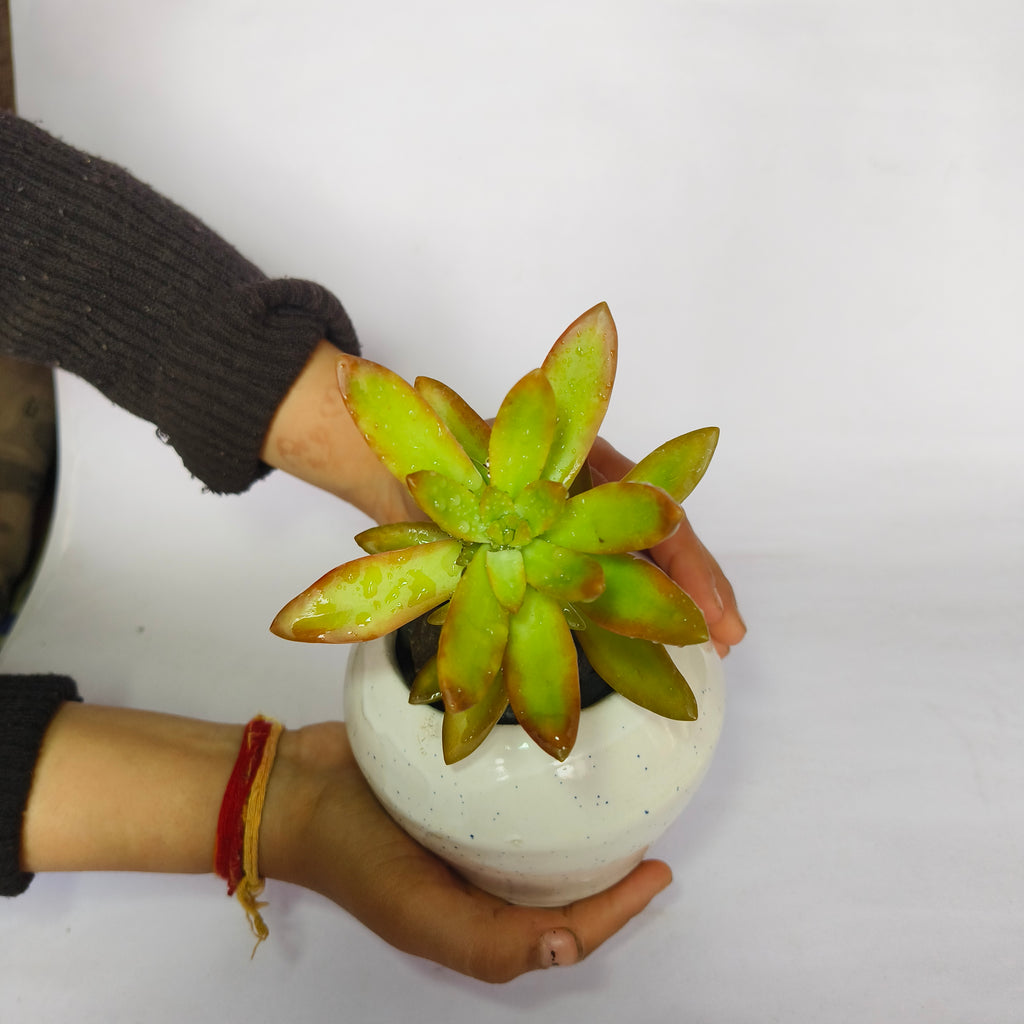 sedum adolphii