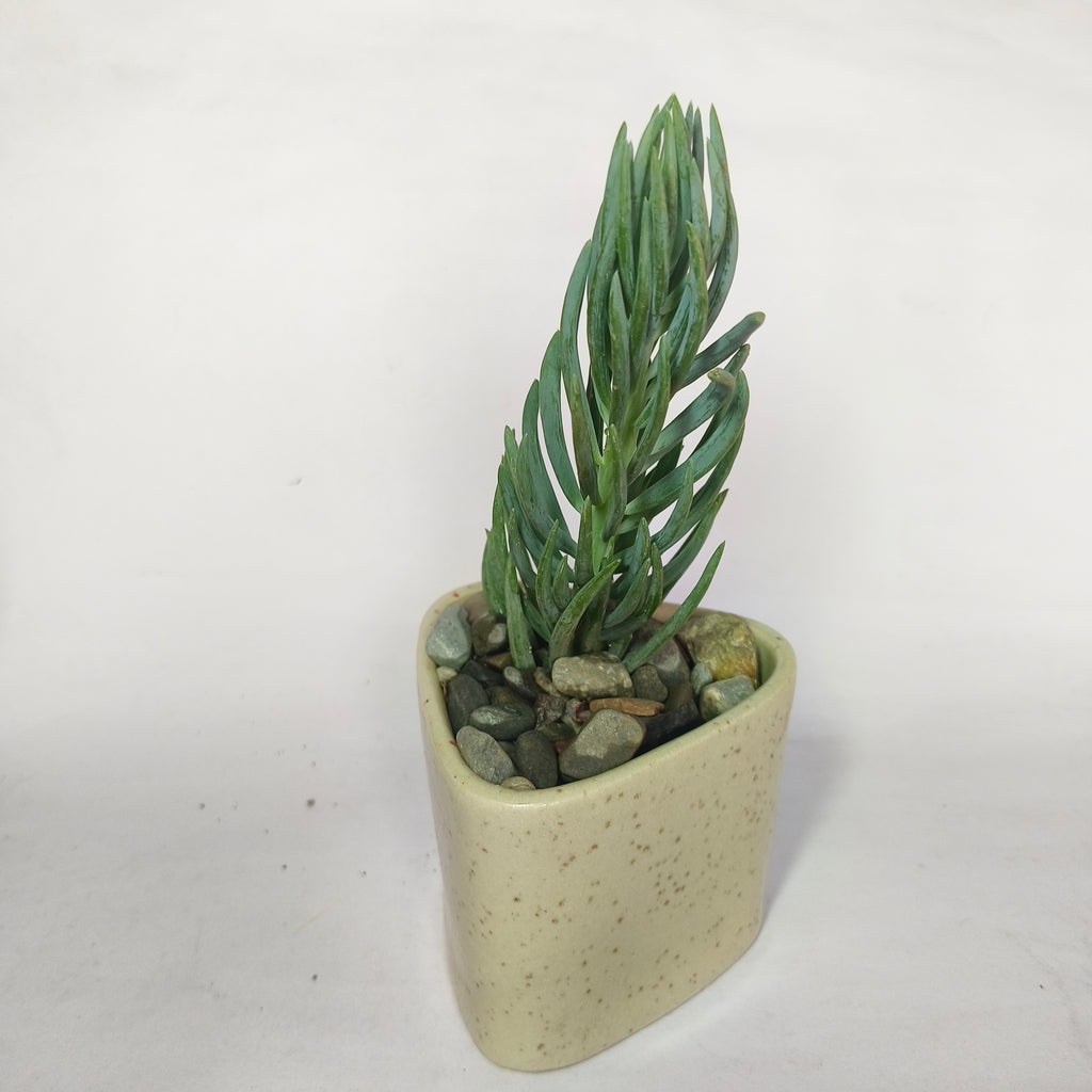 Blue chalkstick