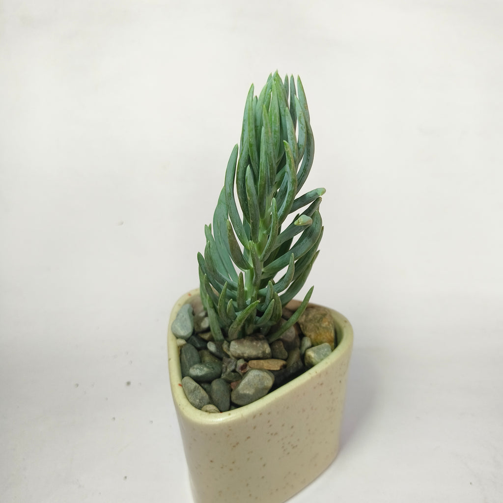 Blue chalkstick