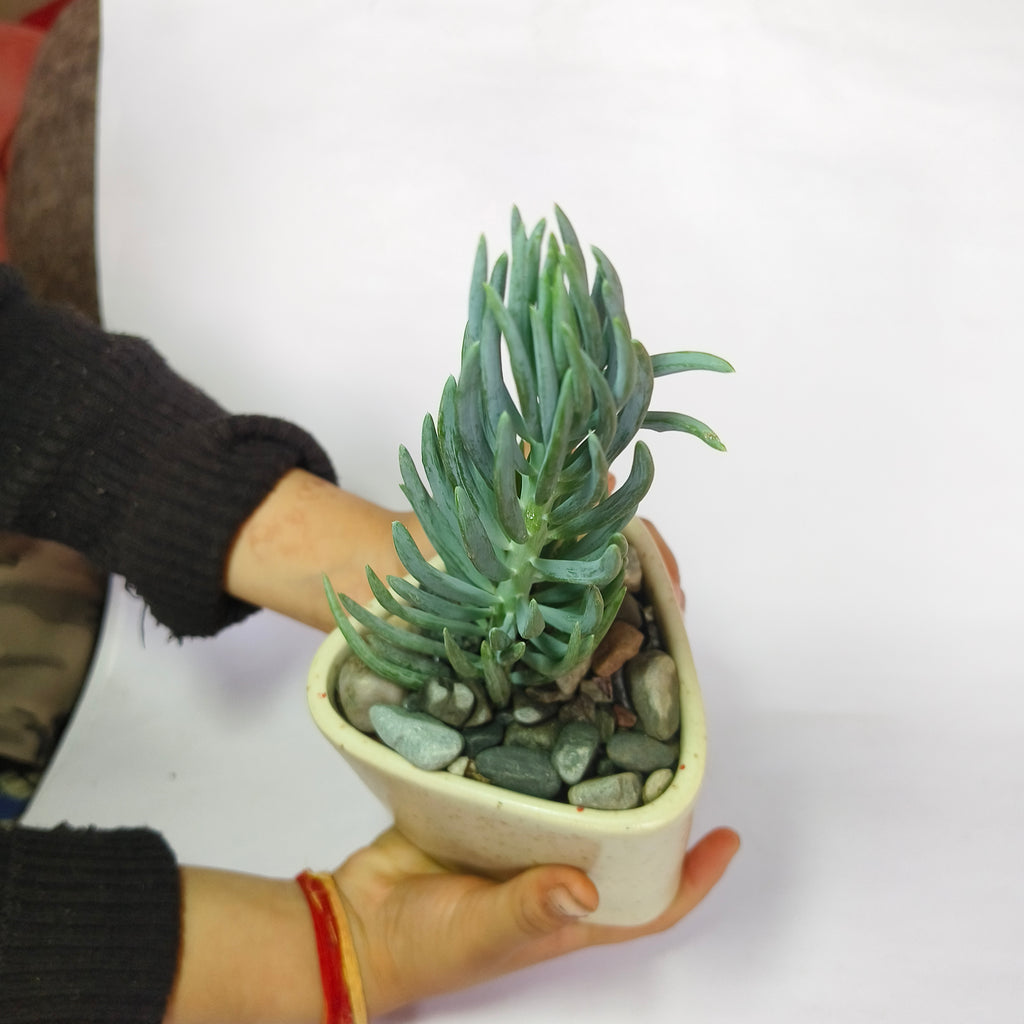 Blue chalkstick