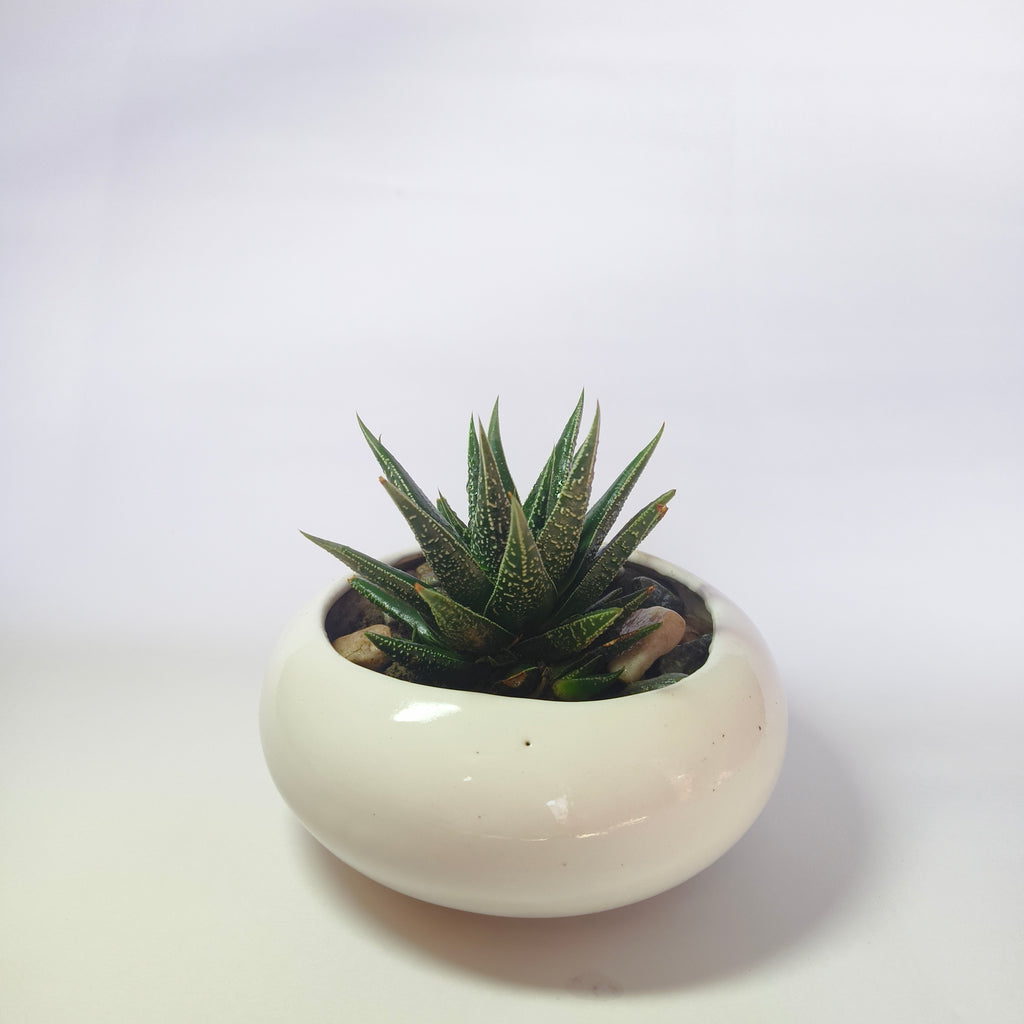 zebra Haworthia