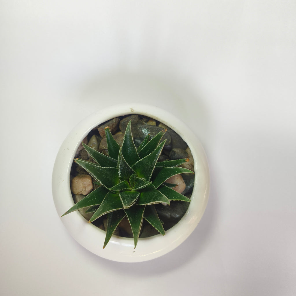zebra Haworthia