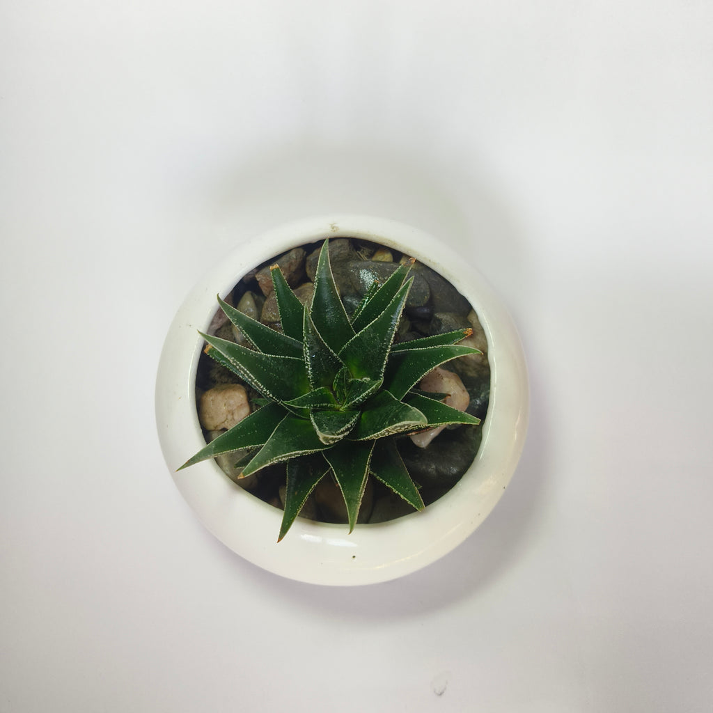 zebra Haworthia