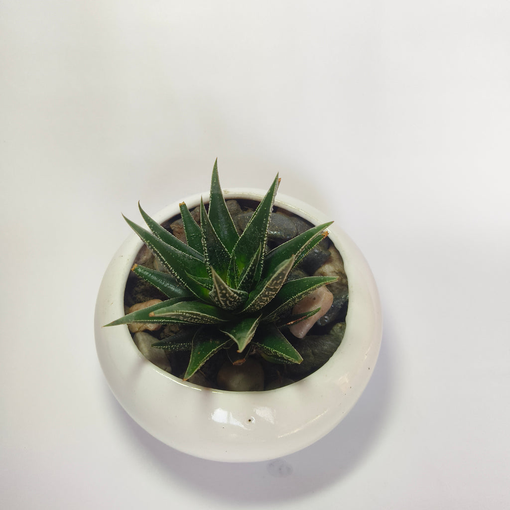 zebra Haworthia