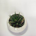 zebra Haworthia