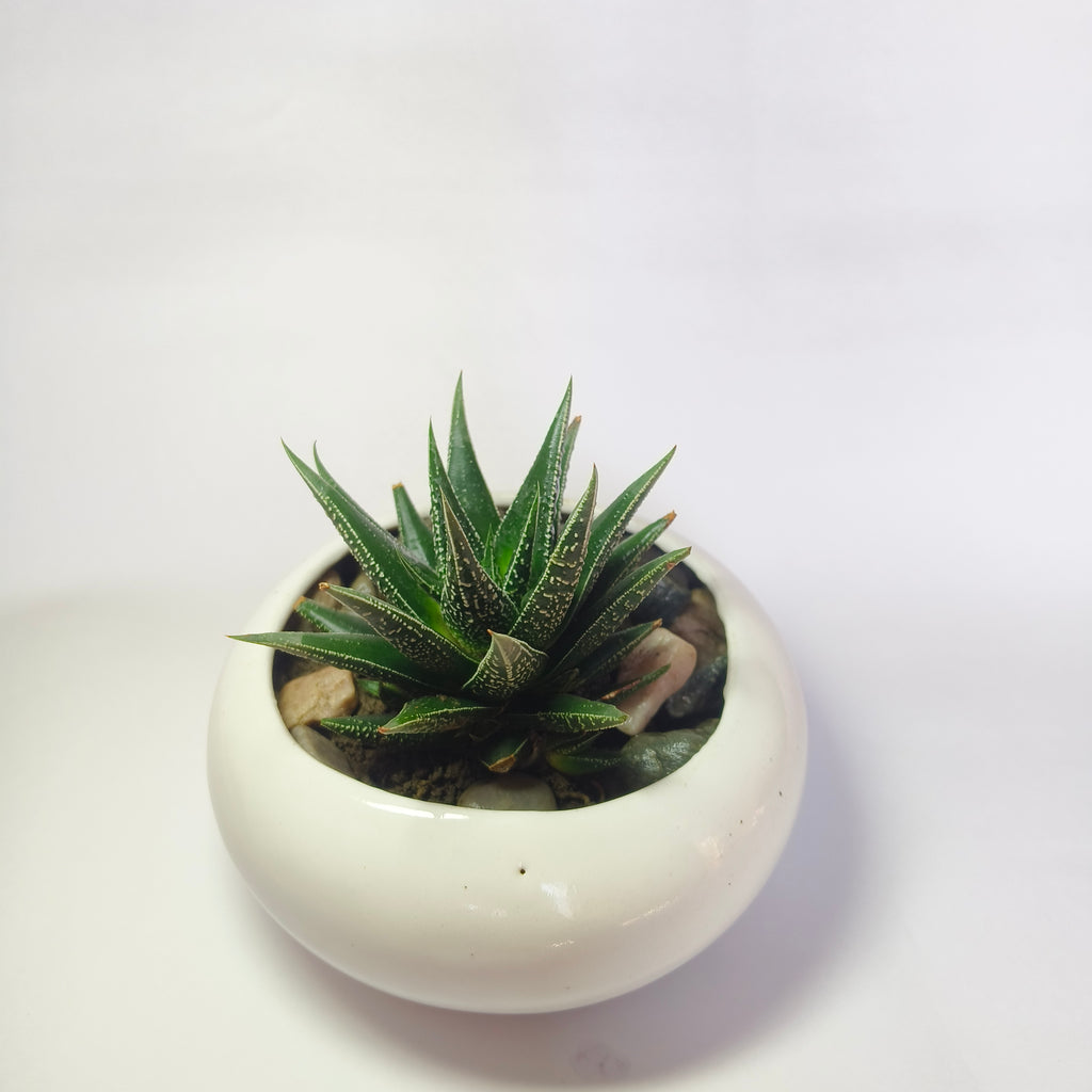 zebra Haworthia