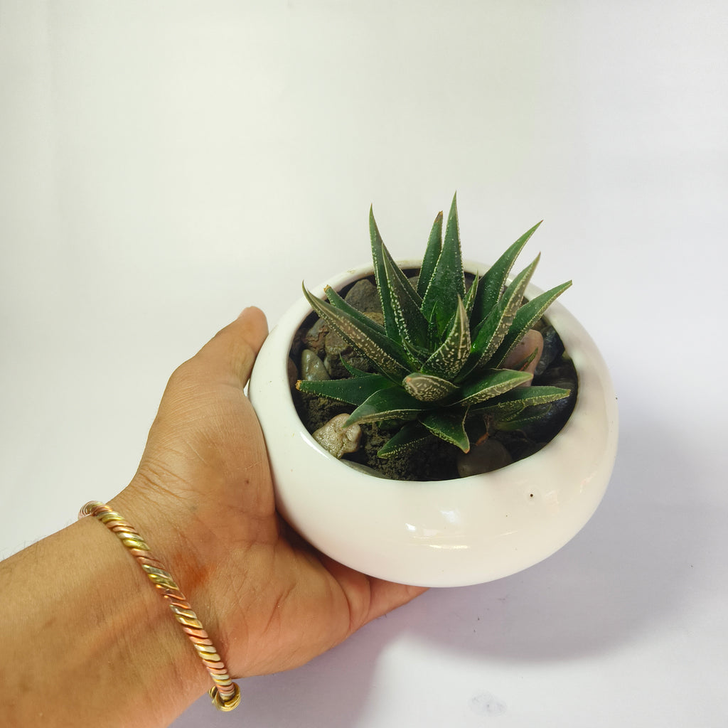 zebra Haworthia