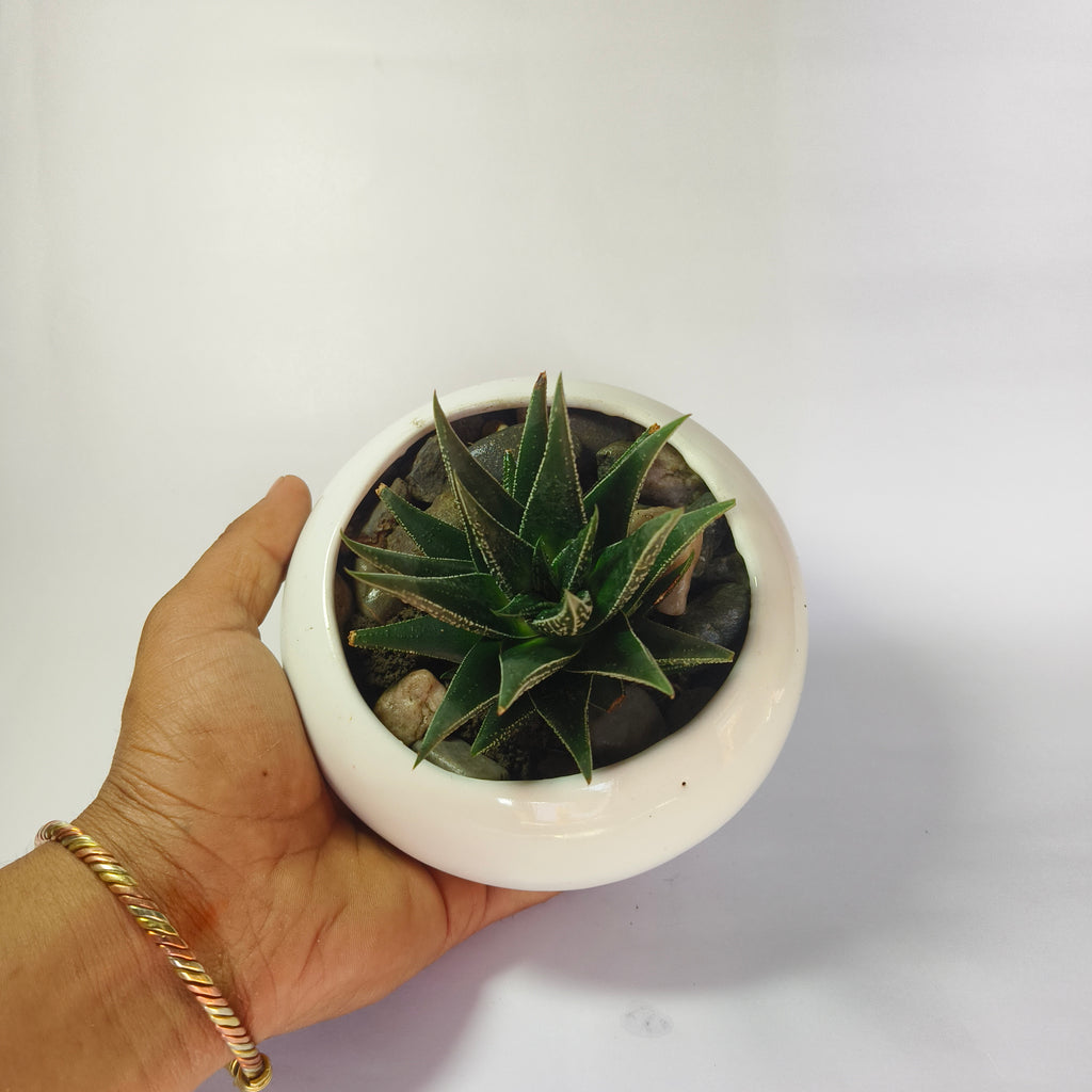 zebra Haworthia