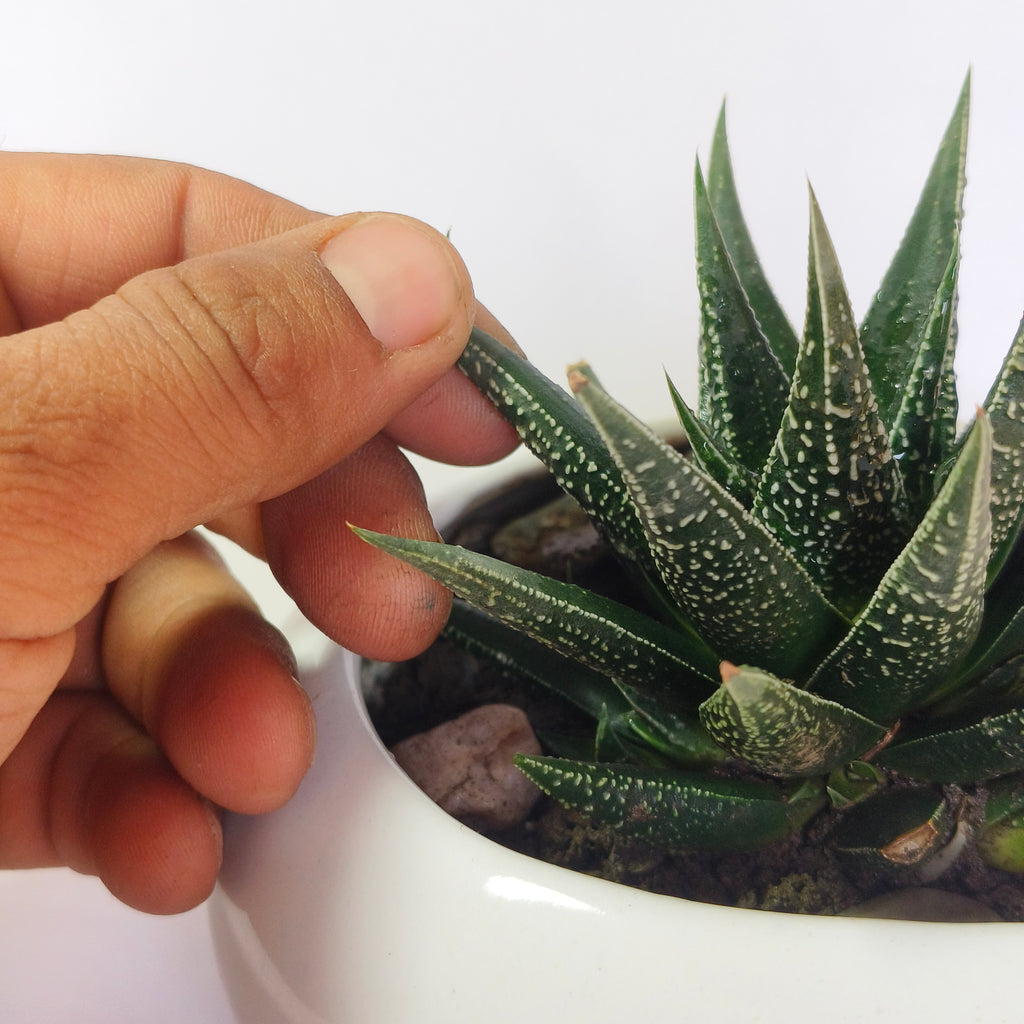 zebra Haworthia