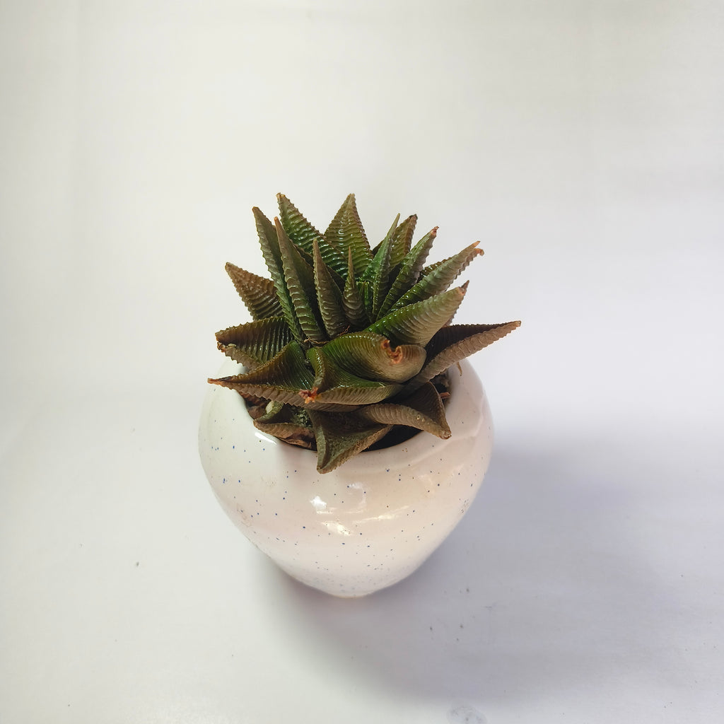 Haworthia limifolia