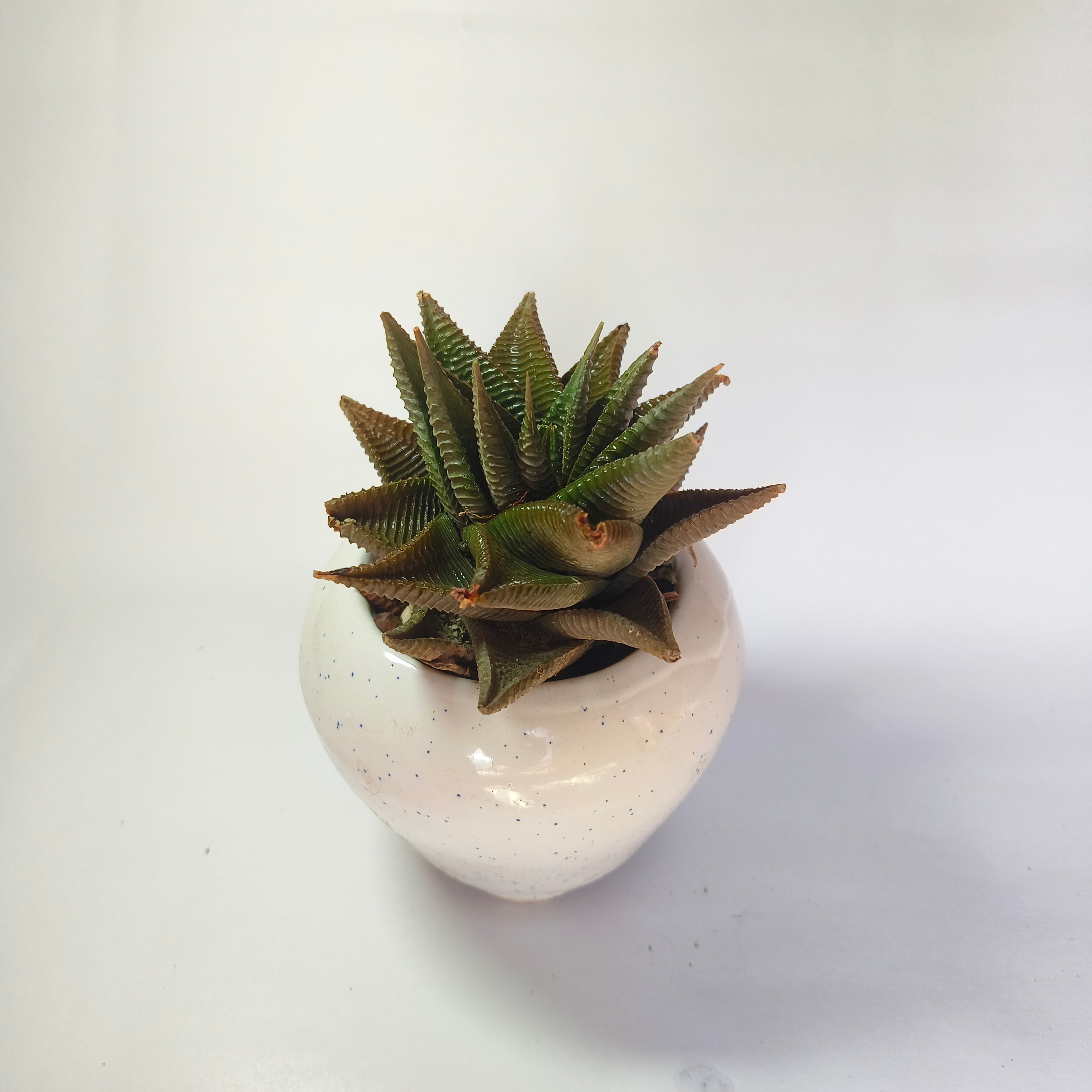Haworthia limifolia