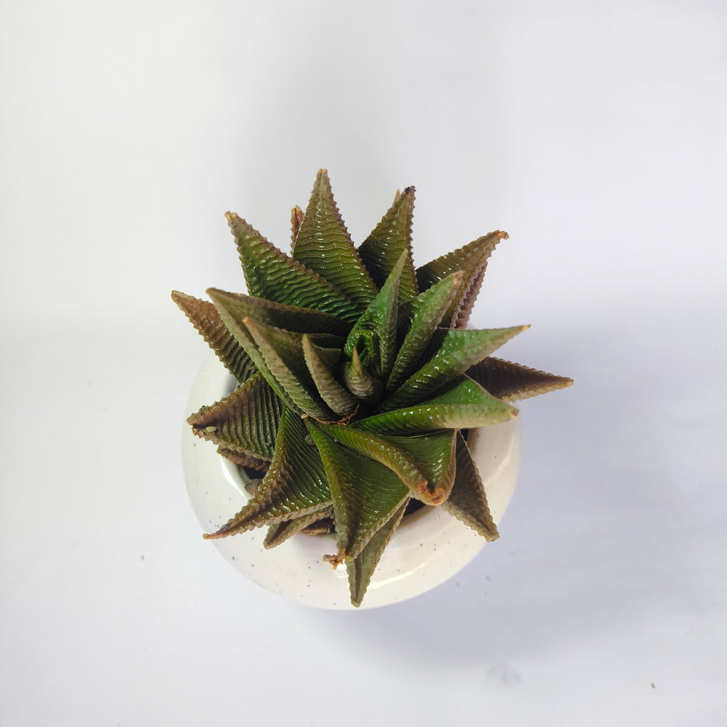 Haworthia limifolia