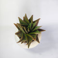 Haworthia limifolia