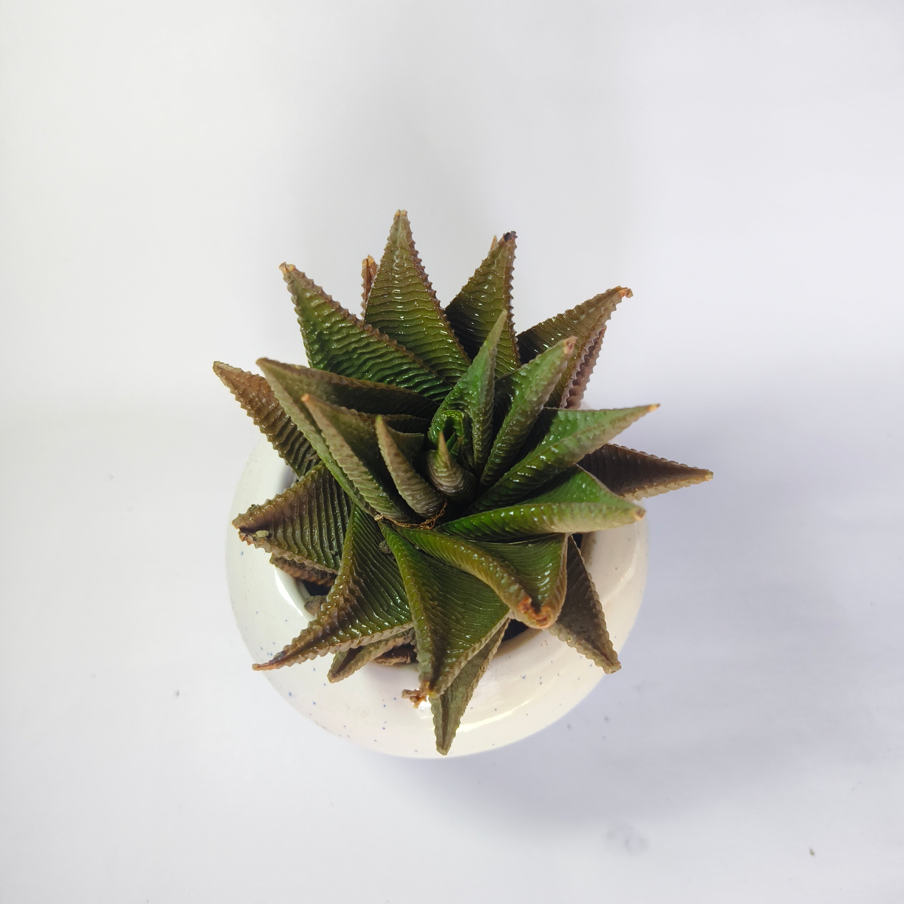 Haworthia limifolia