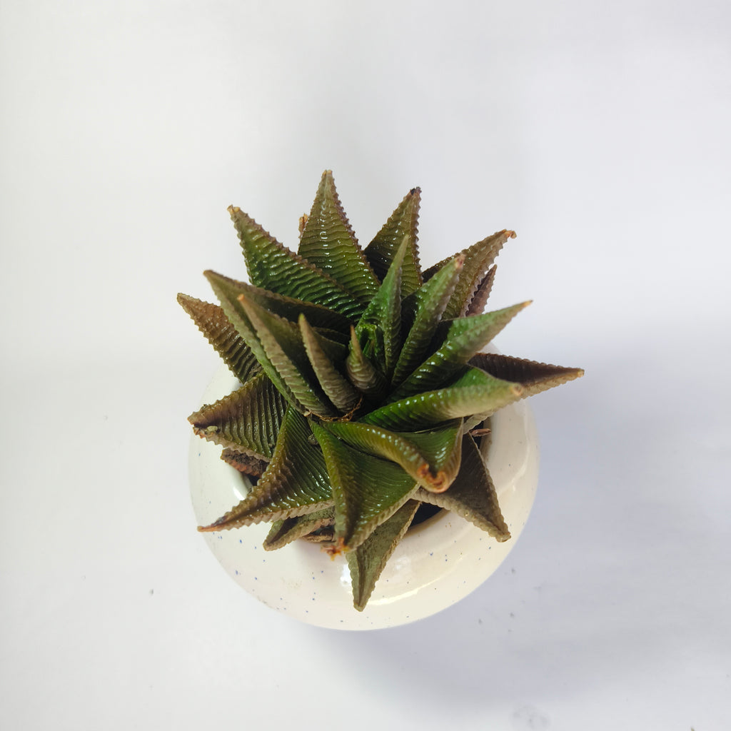 Haworthia limifolia