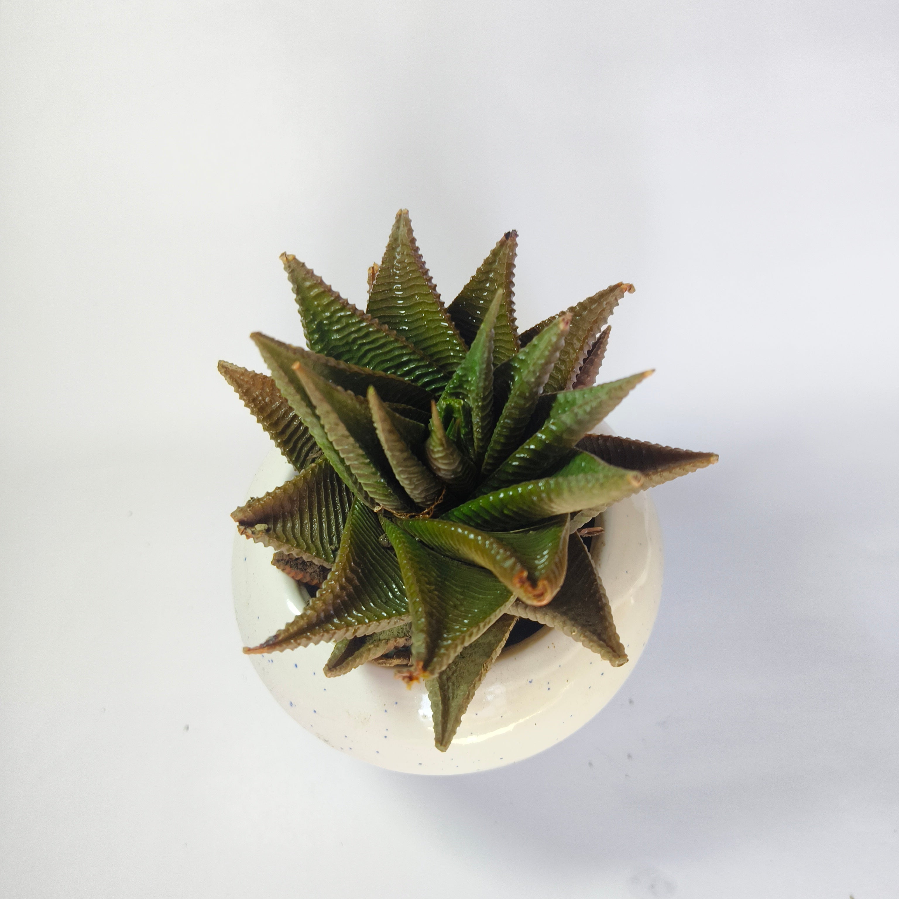 Haworthia limifolia