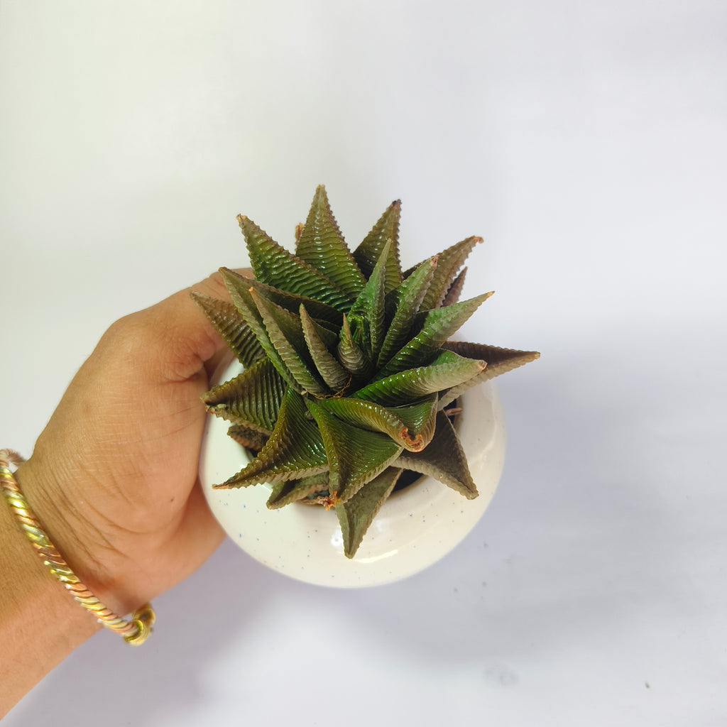 Haworthia limifolia