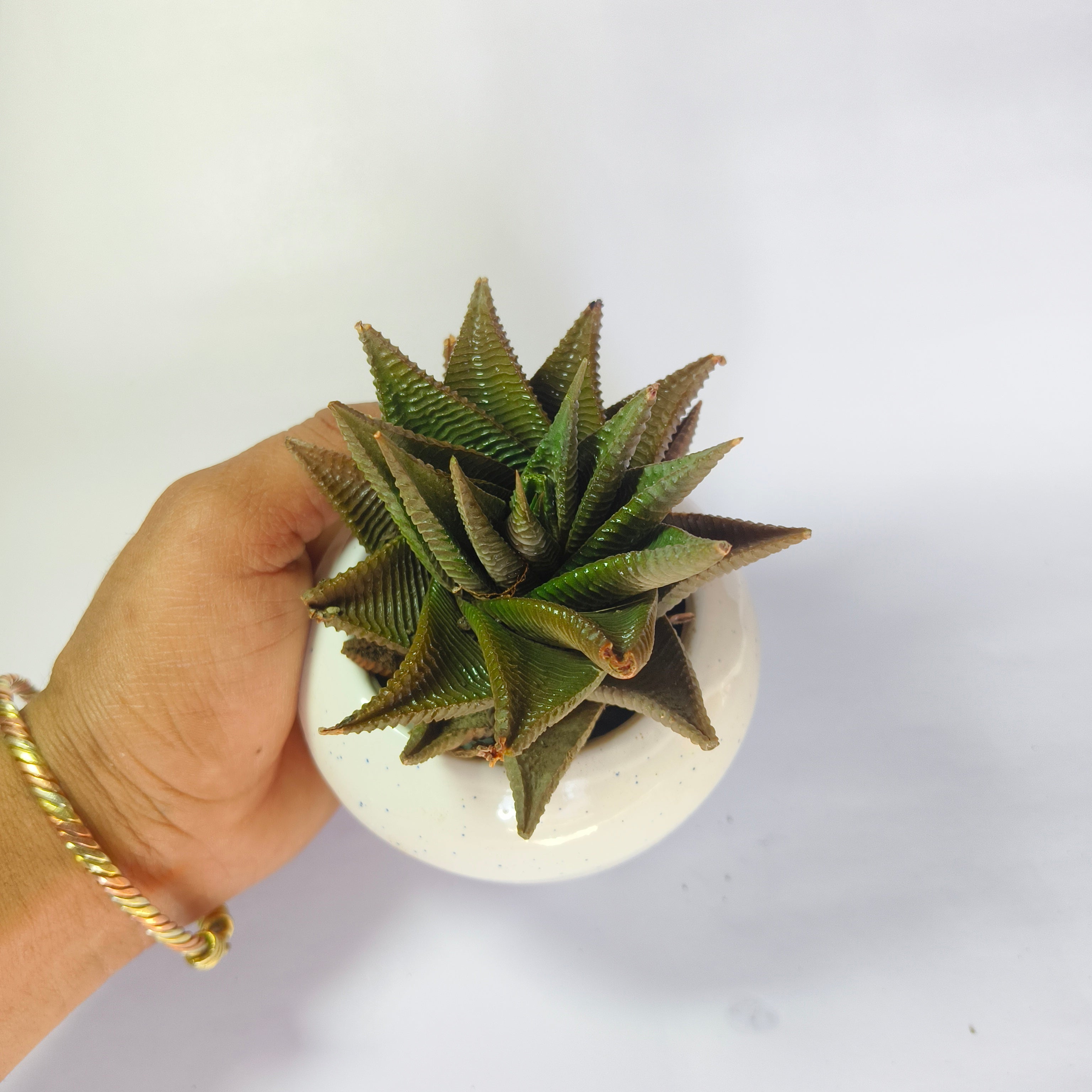 Haworthia limifolia