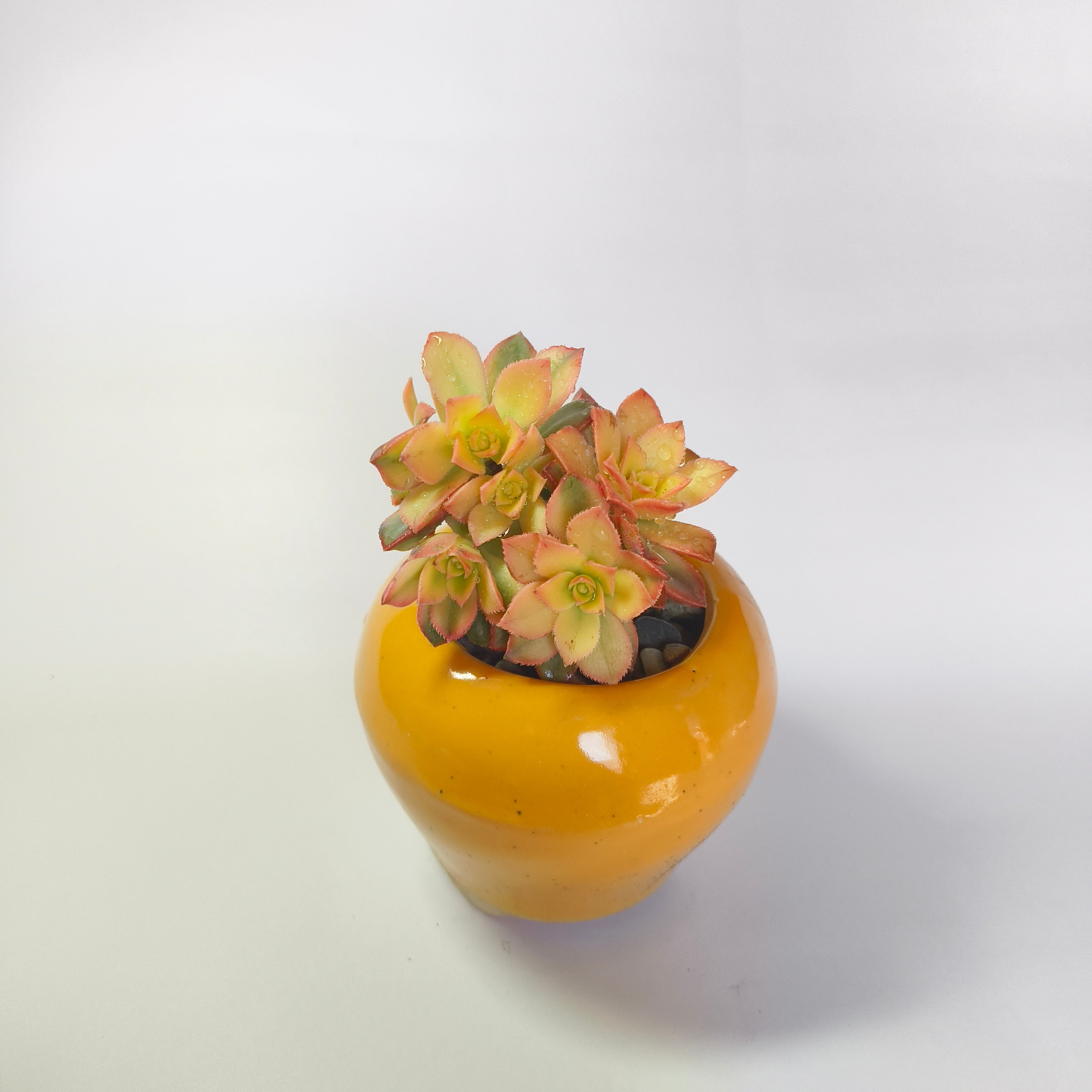 Aeonium Kiwi (Tri-Color)