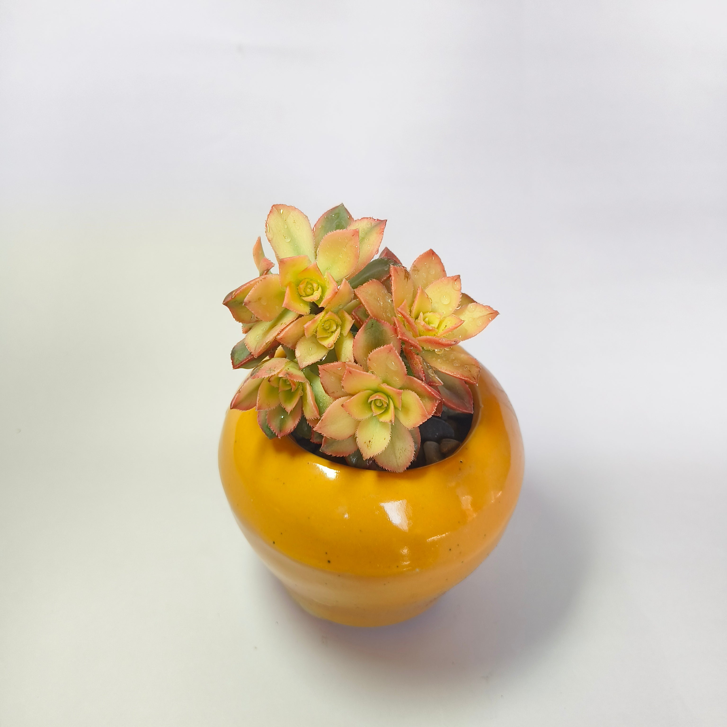 Aeonium Kiwi (Tri-Color)