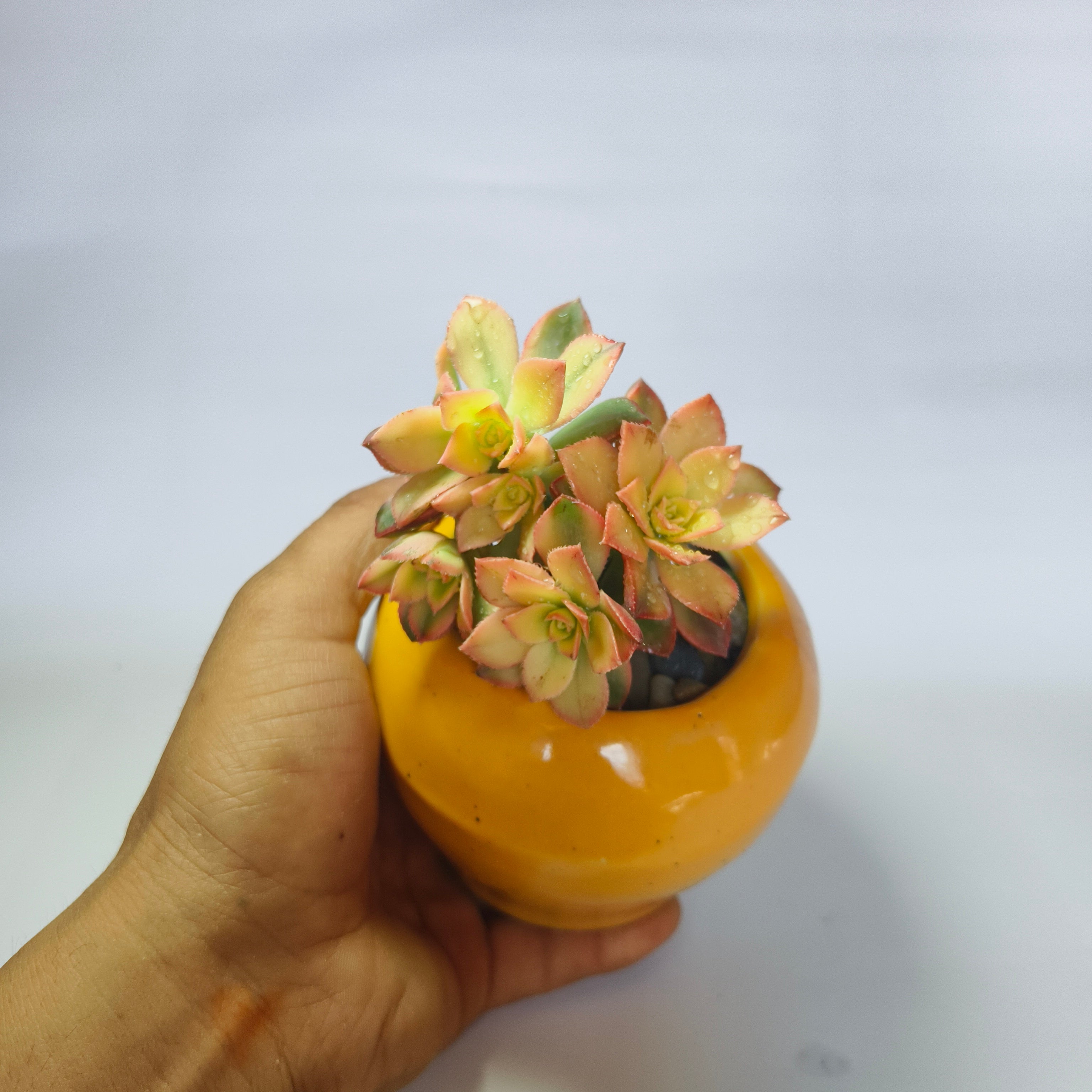Aeonium Kiwi (Tri-Color)