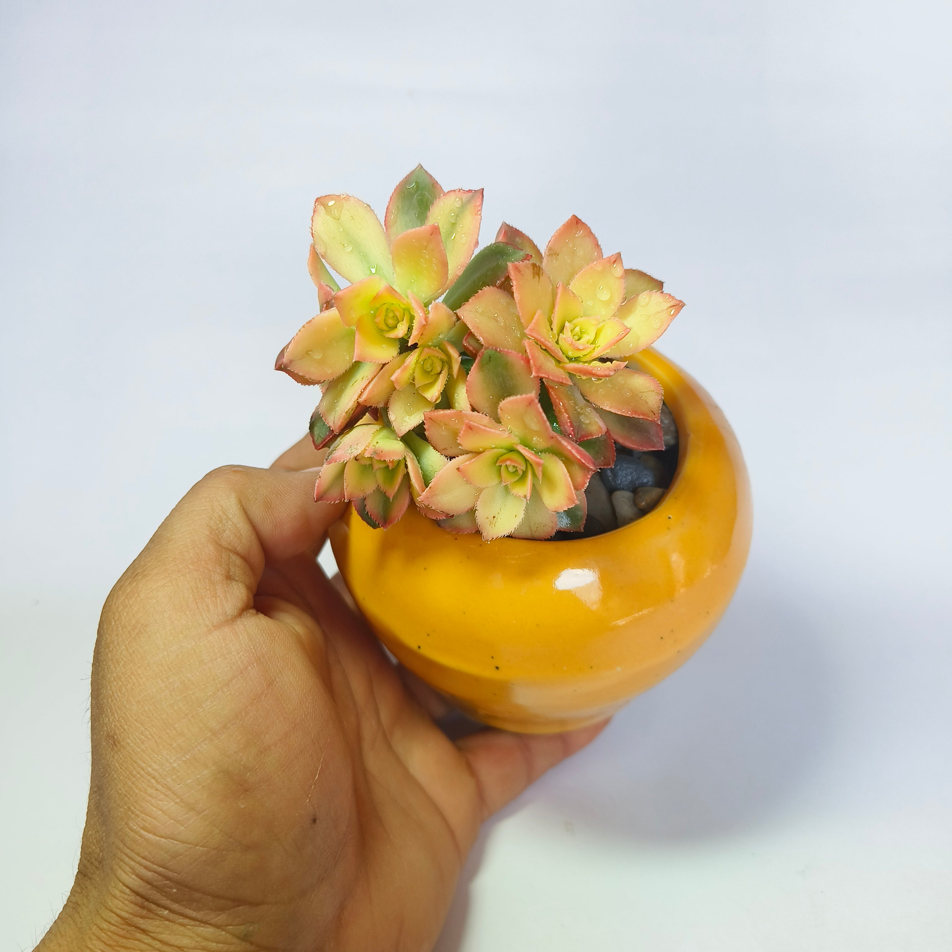Aeonium Kiwi (Tri-Color)