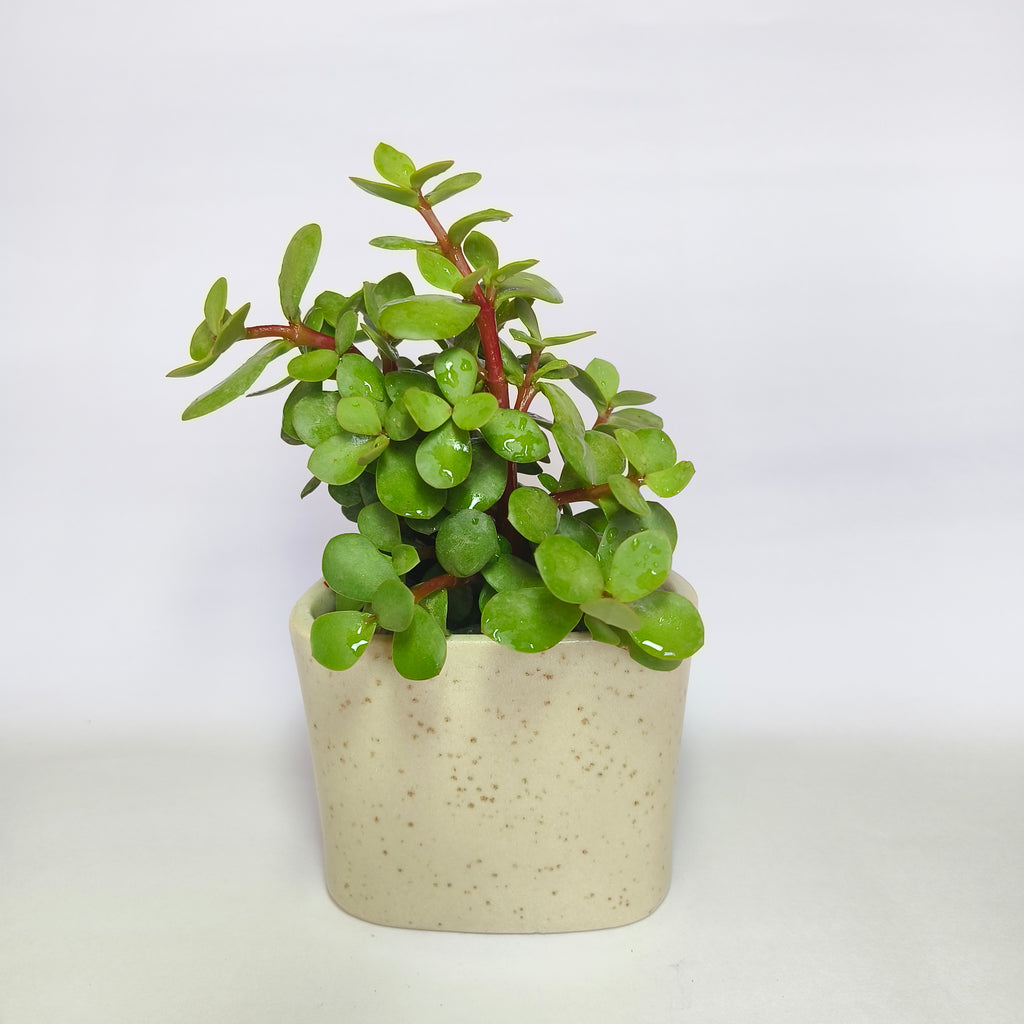Crassula Ovata (Jade Plant)