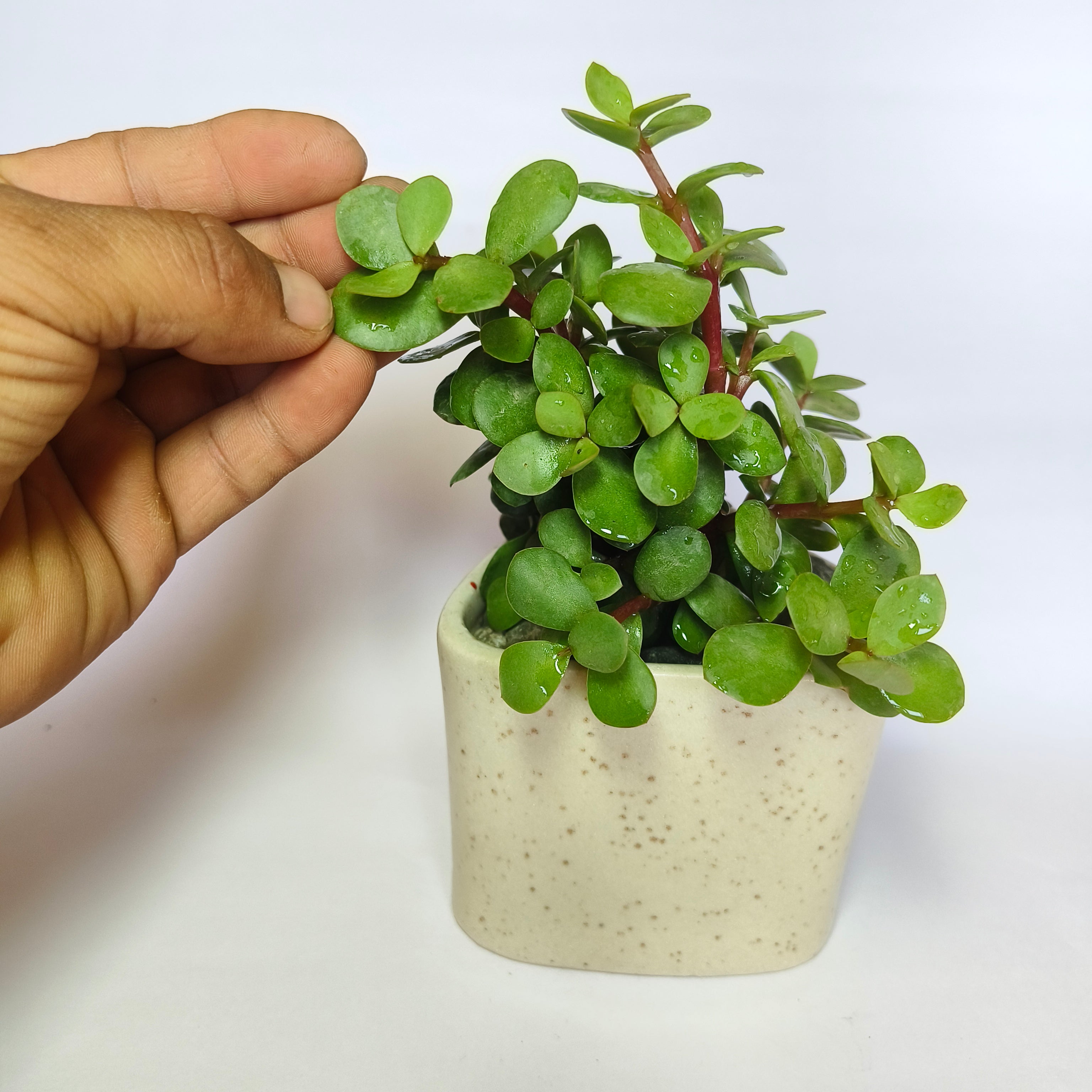Crassula Ovata (Jade Plant)