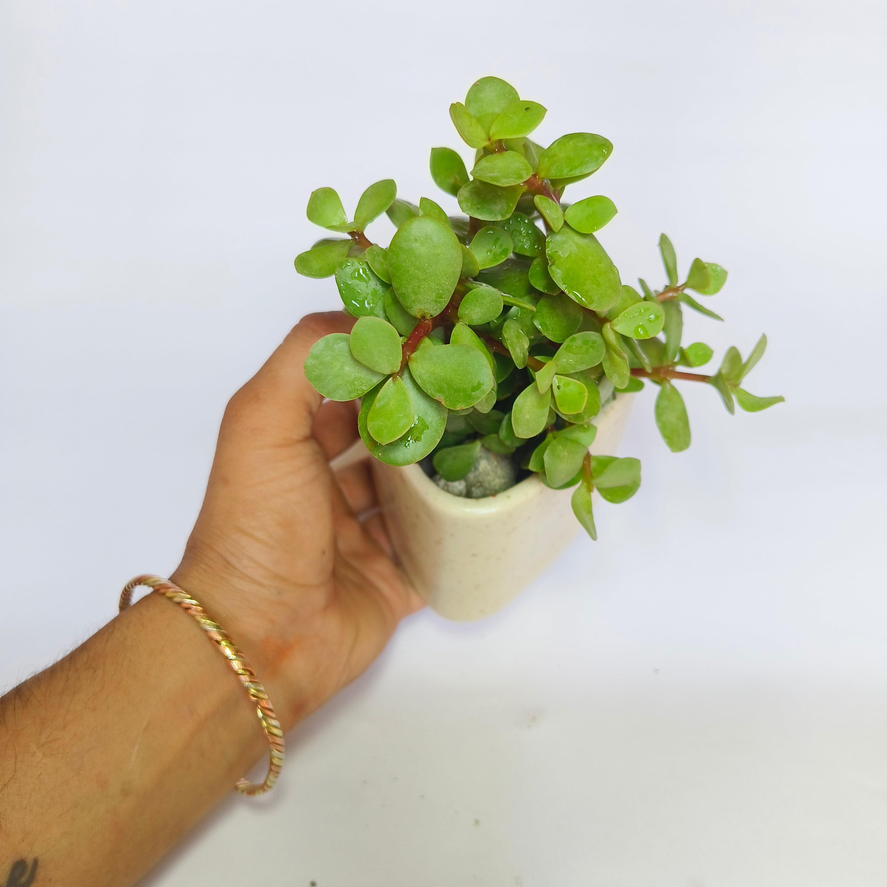 Crassula Ovata (Jade Plant)