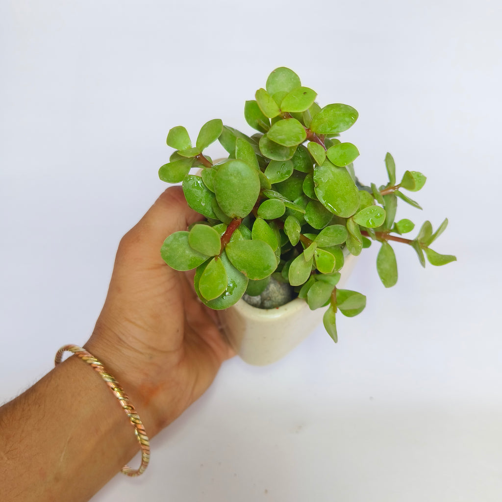 Crassula Ovata (Jade Plant)