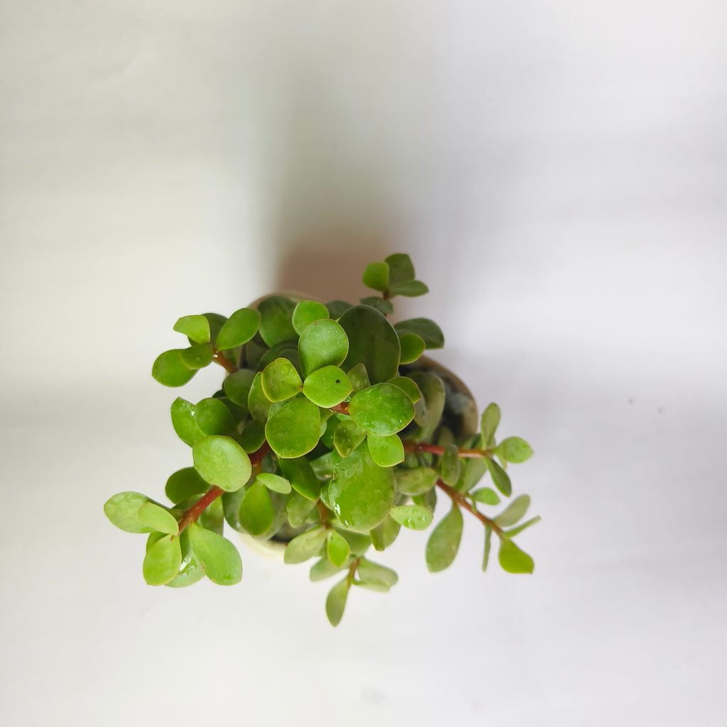 Crassula Ovata (Jade Plant)