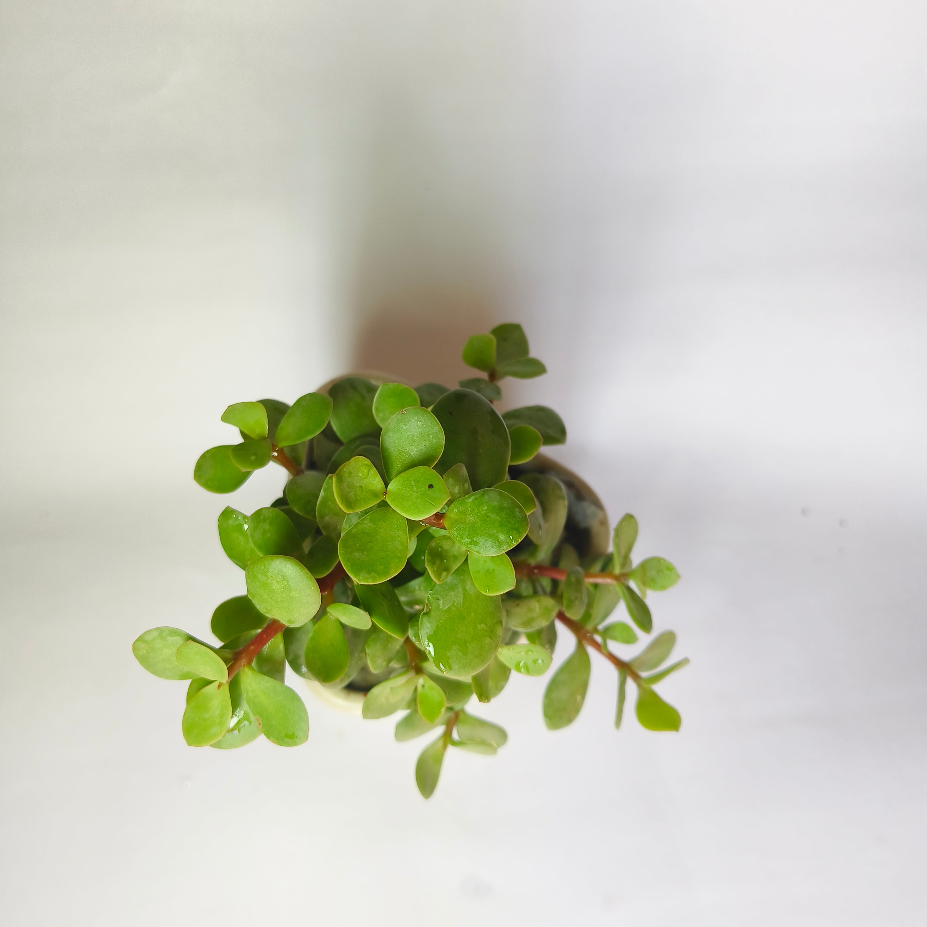 Crassula Ovata (Jade Plant)
