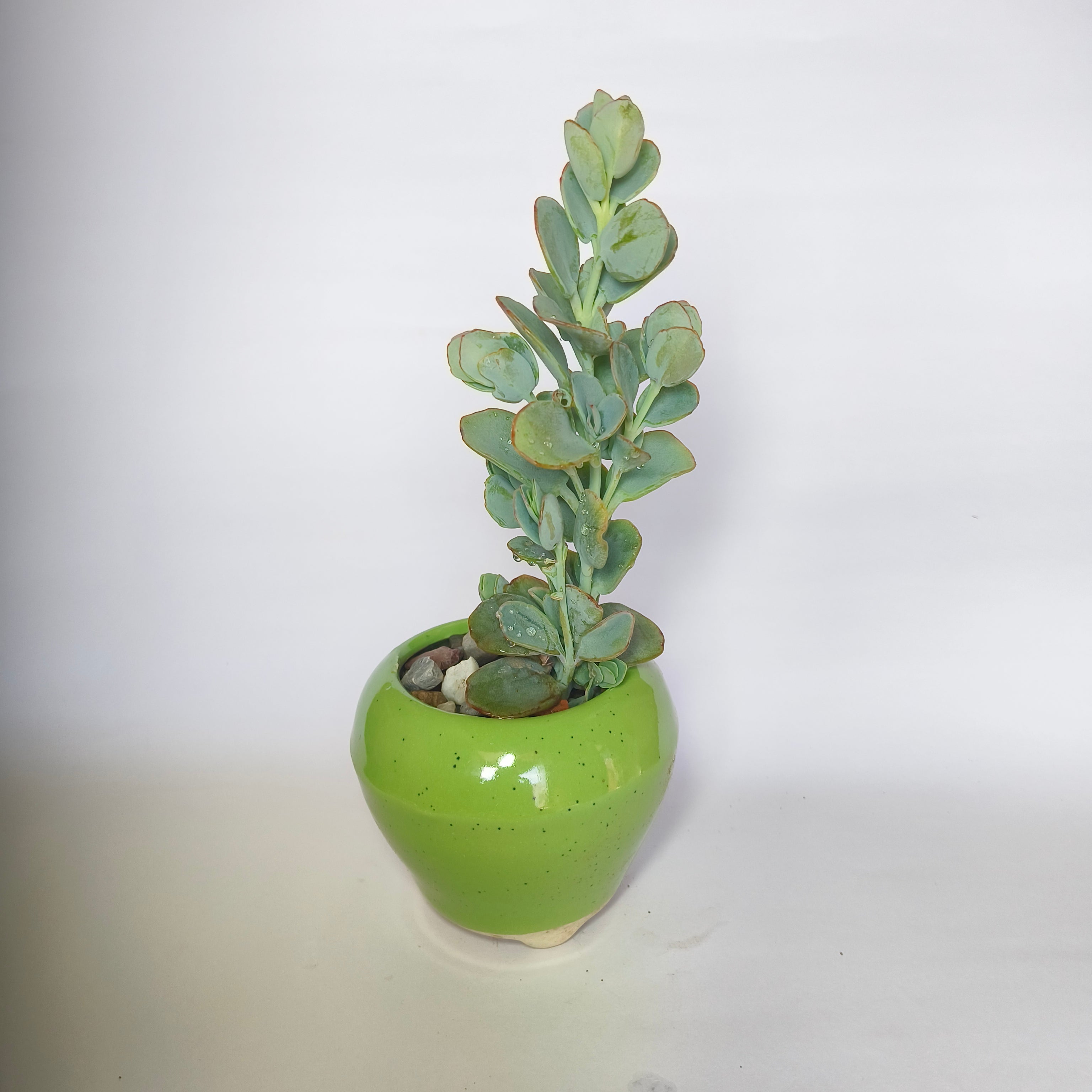 Kalanchoe  Marnieriana