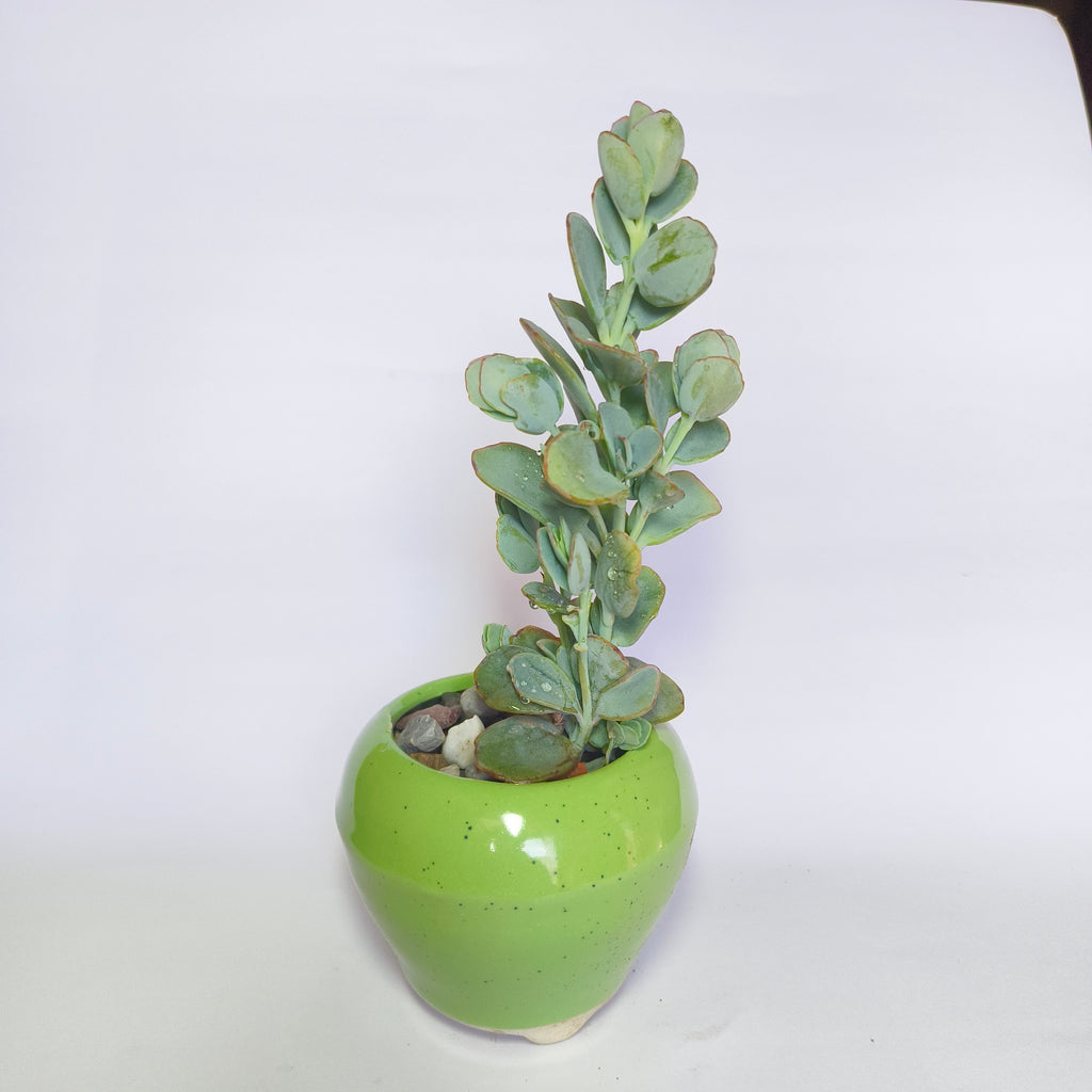 Kalanchoe  Marnieriana