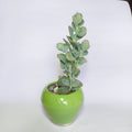 Kalanchoe  Marnieriana