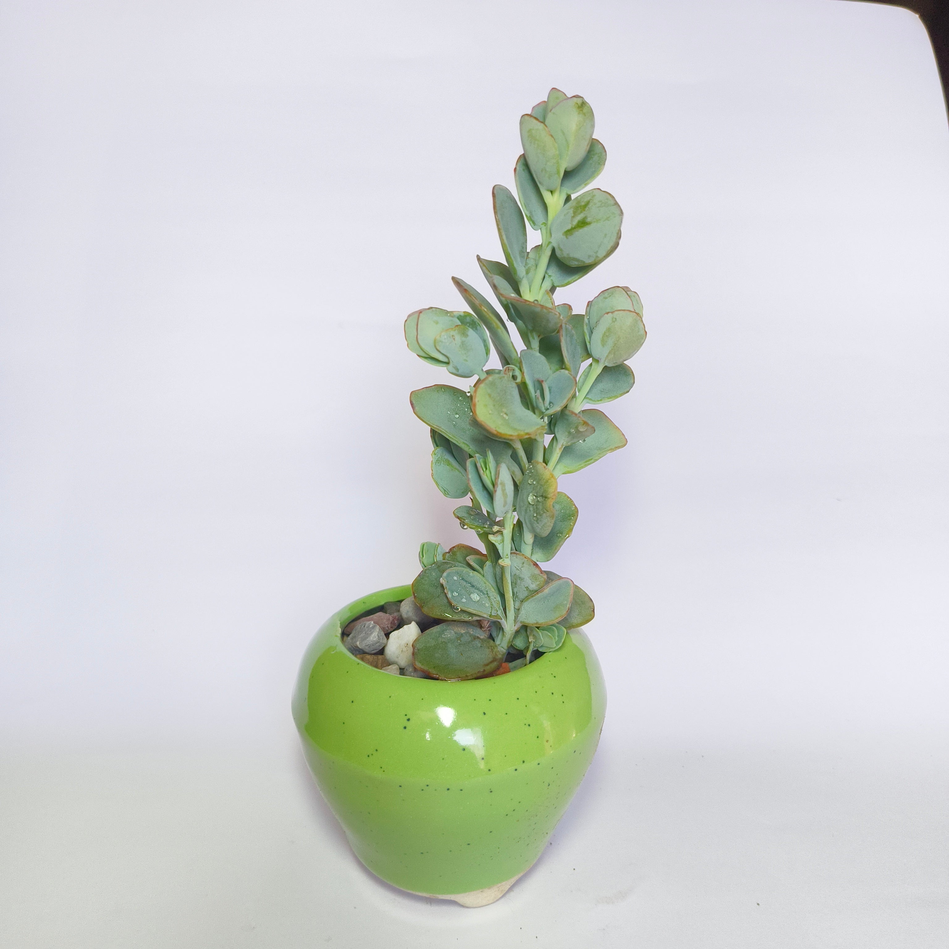 Kalanchoe  Marnieriana