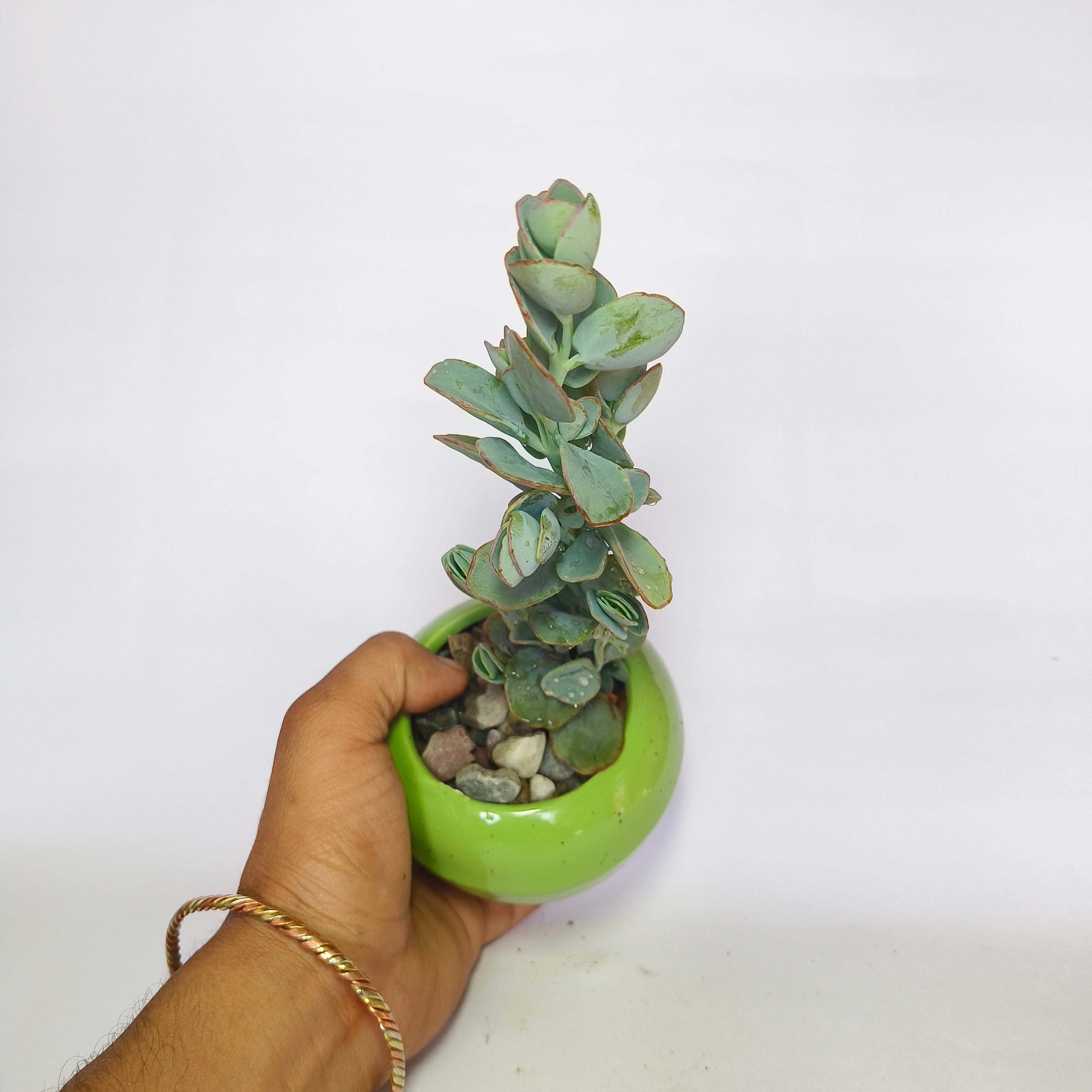 Kalanchoe  Marnieriana