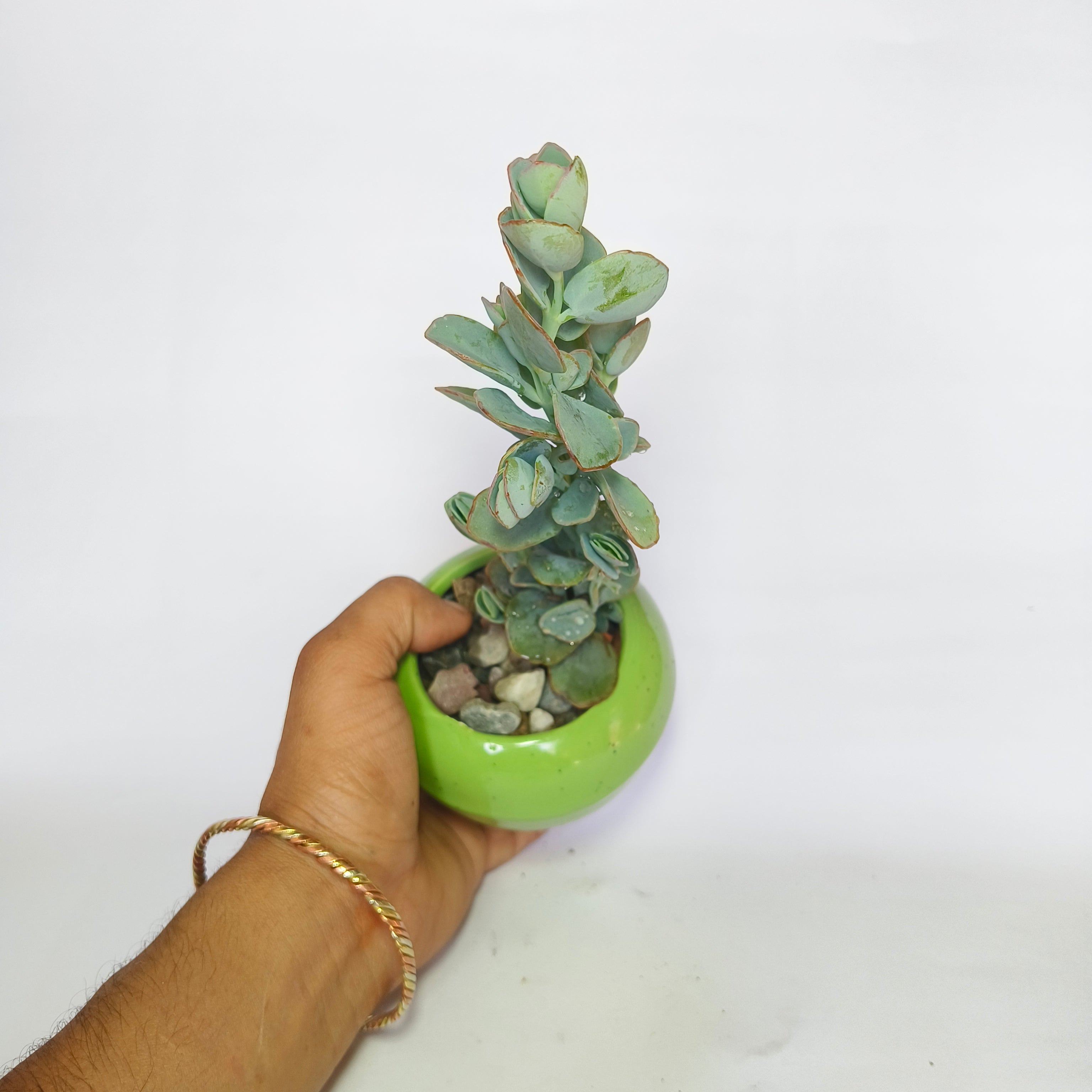 Kalanchoe  Marnieriana
