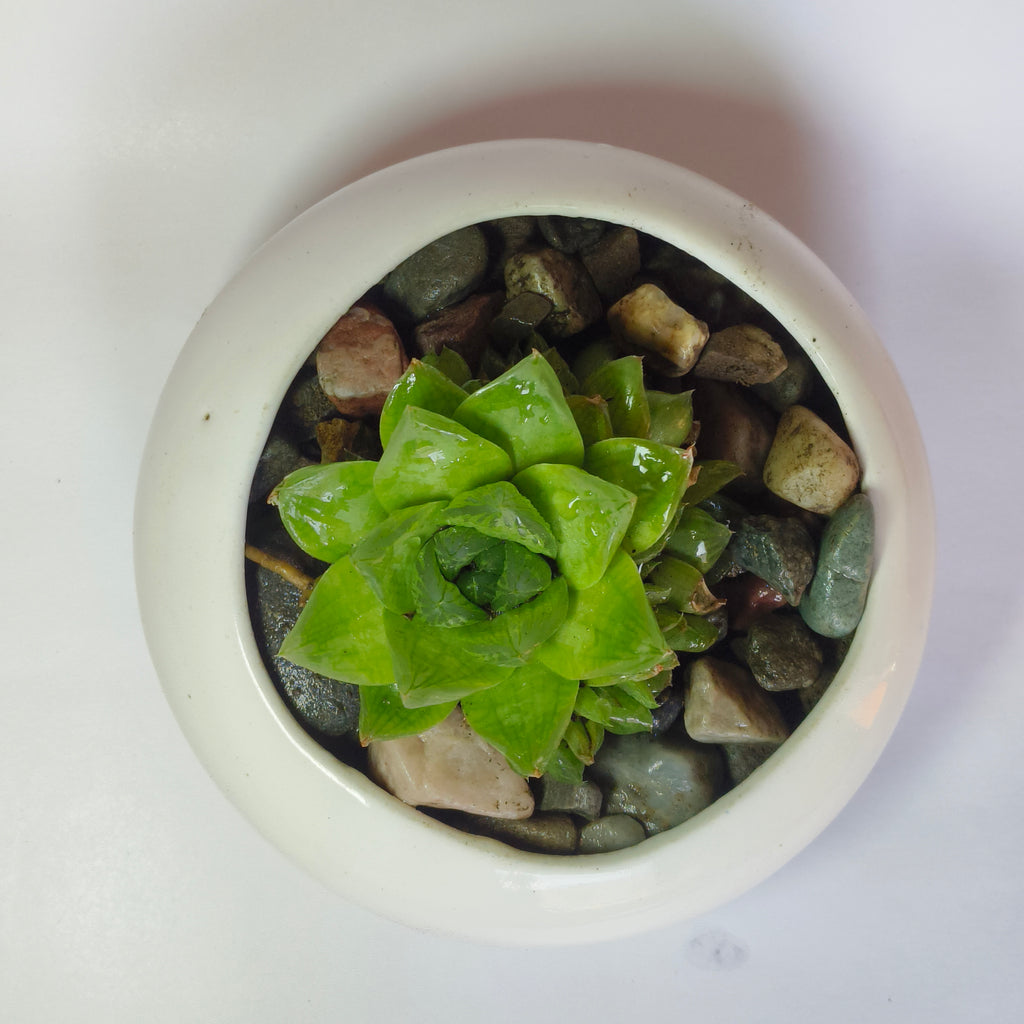 Haworthia Cymbiformis