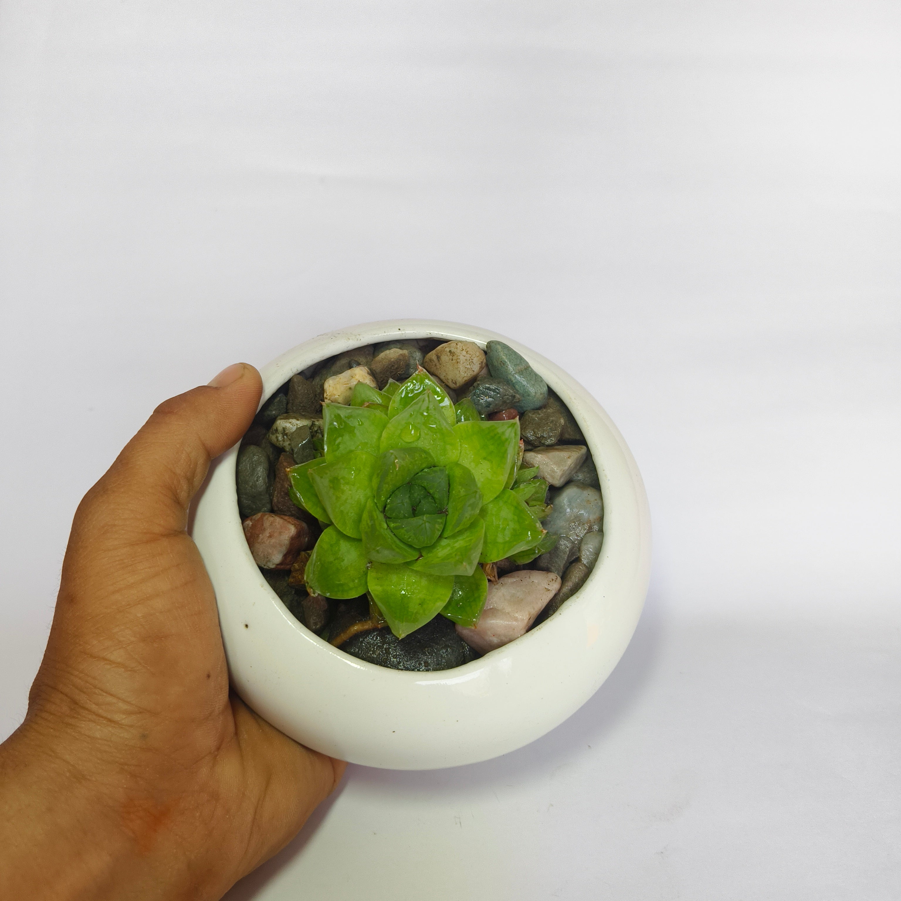 Haworthia Cymbiformis
