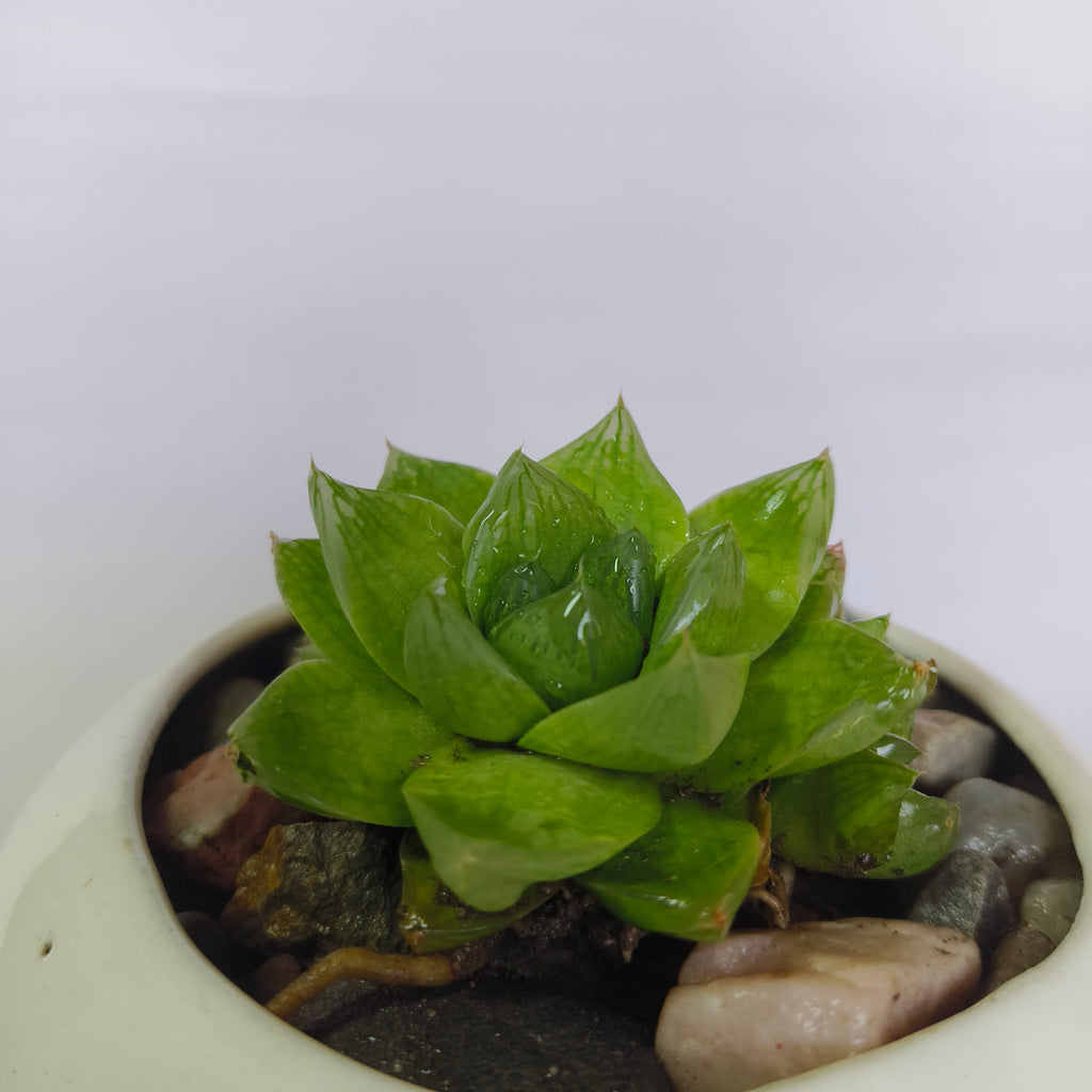 Haworthia Cymbiformis