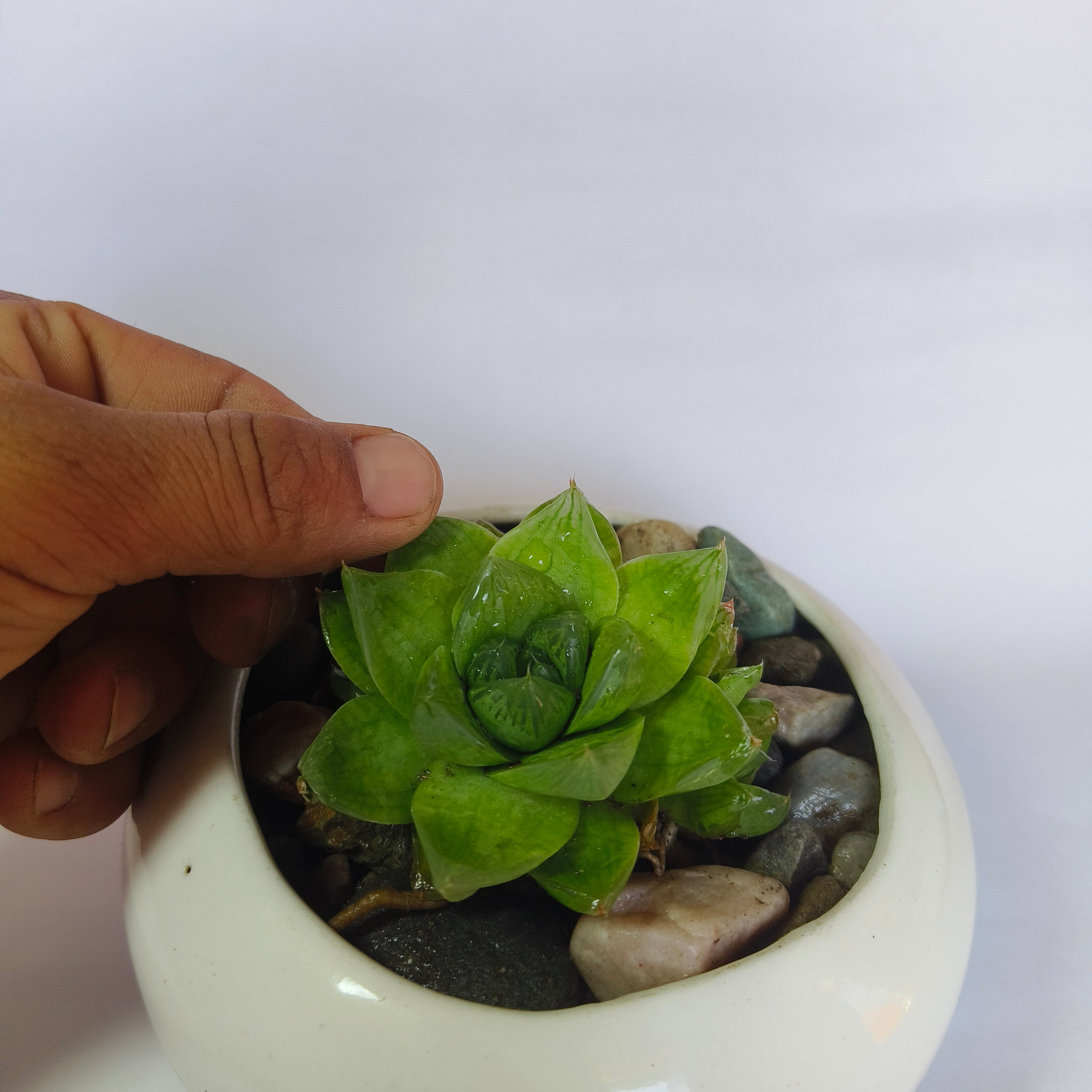 Haworthia Cymbiformis
