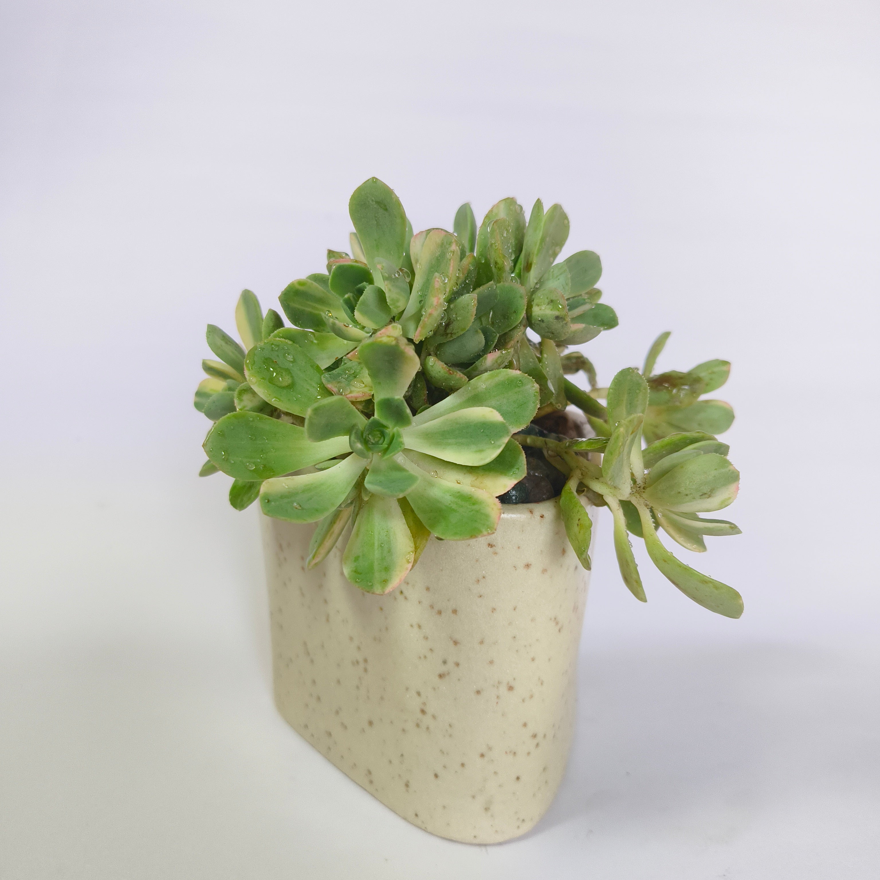 Aeonium ‘White’